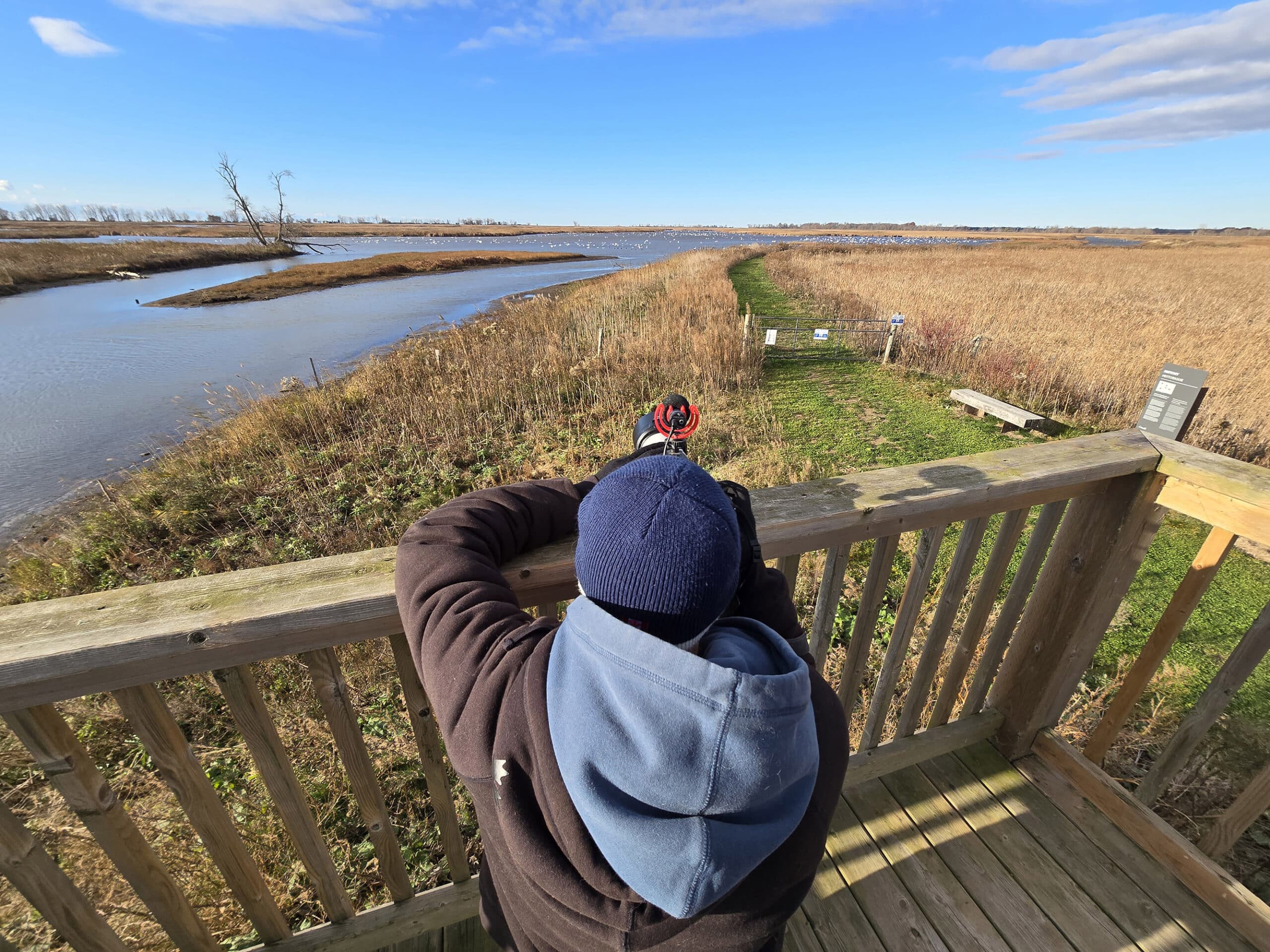 A man photographing tundra swans from a tower at Big Creek National Wildlife Area.