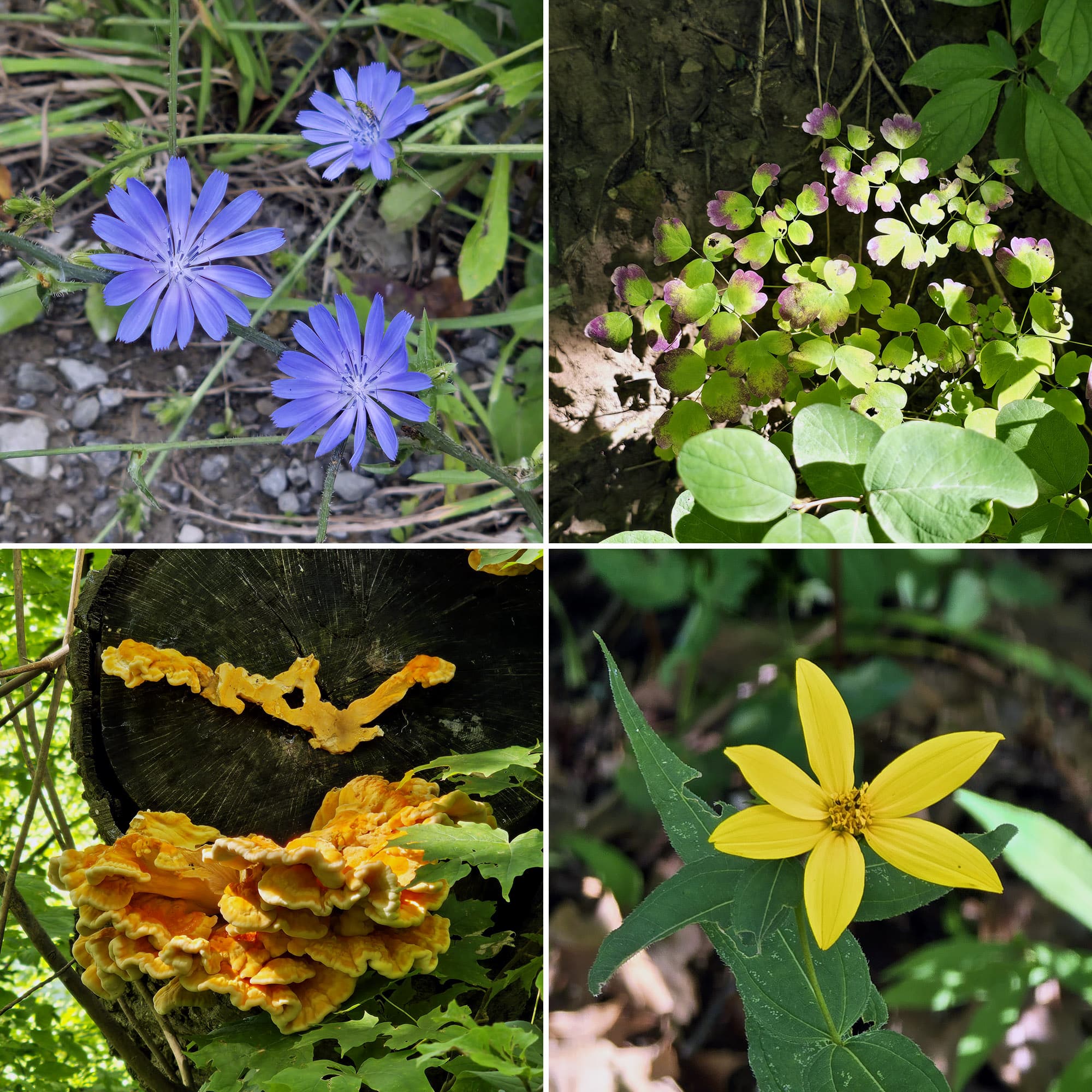 4 part image showing various wildflowers and fungi.