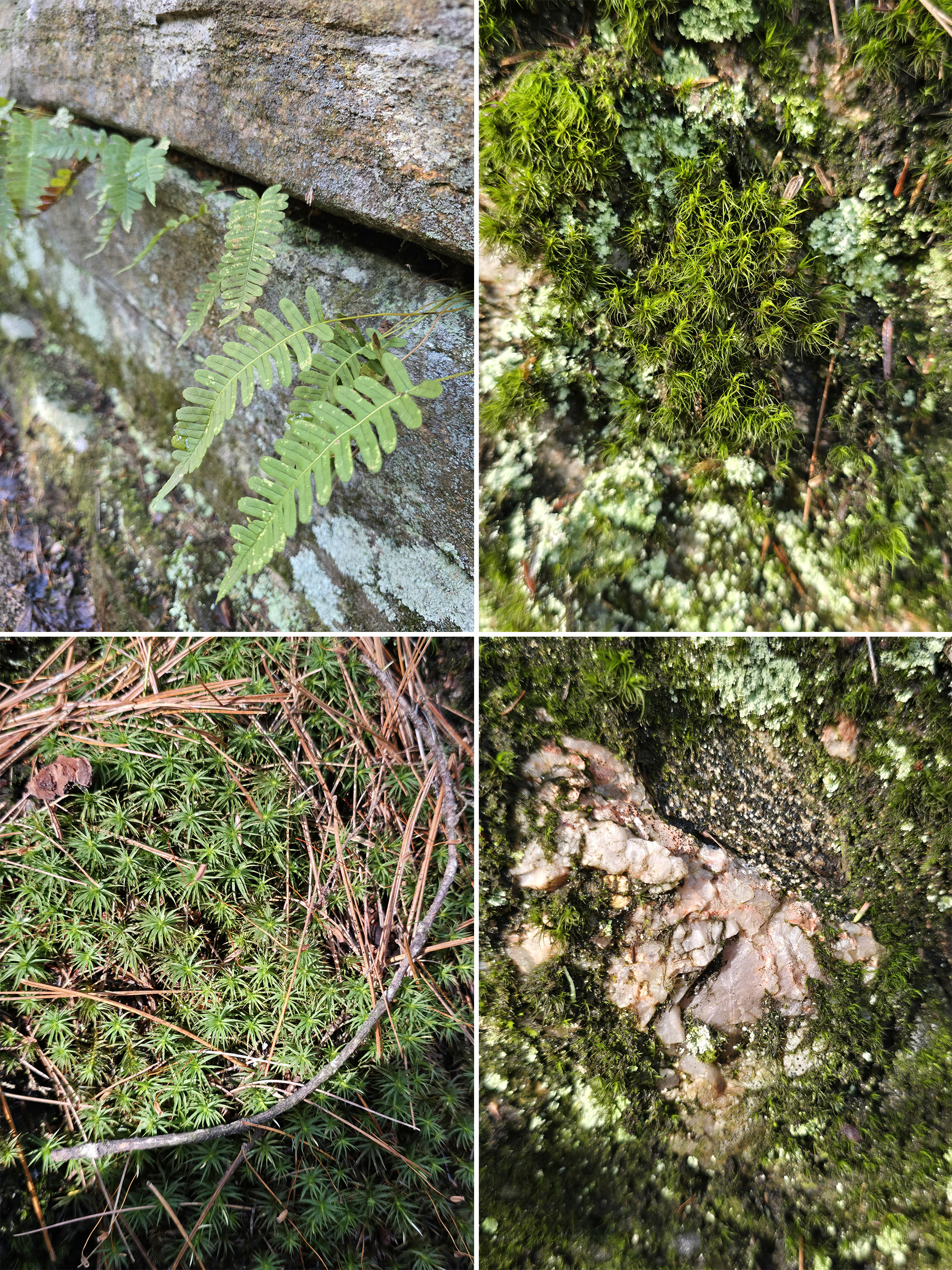 4 part image showing various ferns, mosses, and lichens.