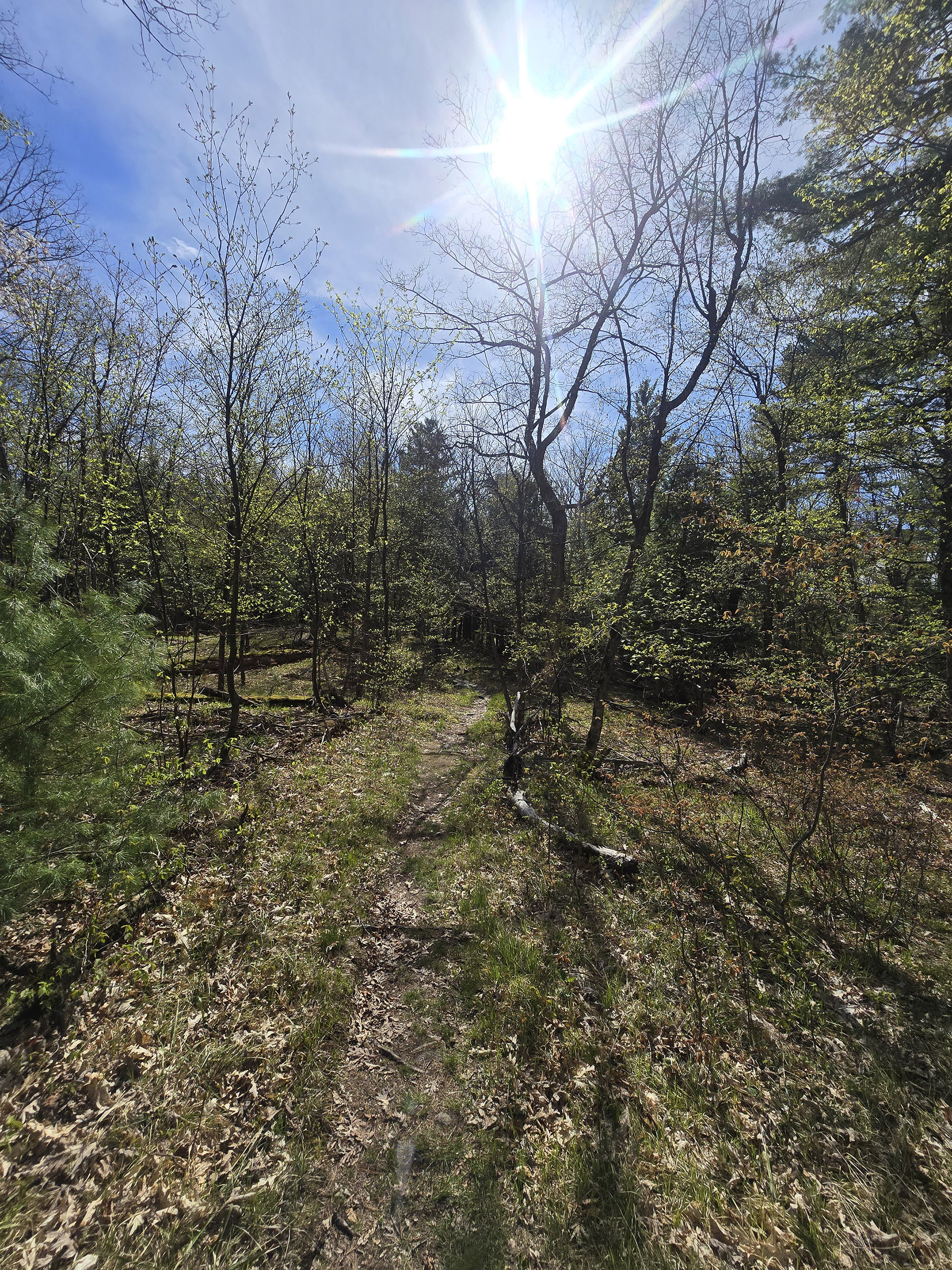 A rustic trail through the woods.
