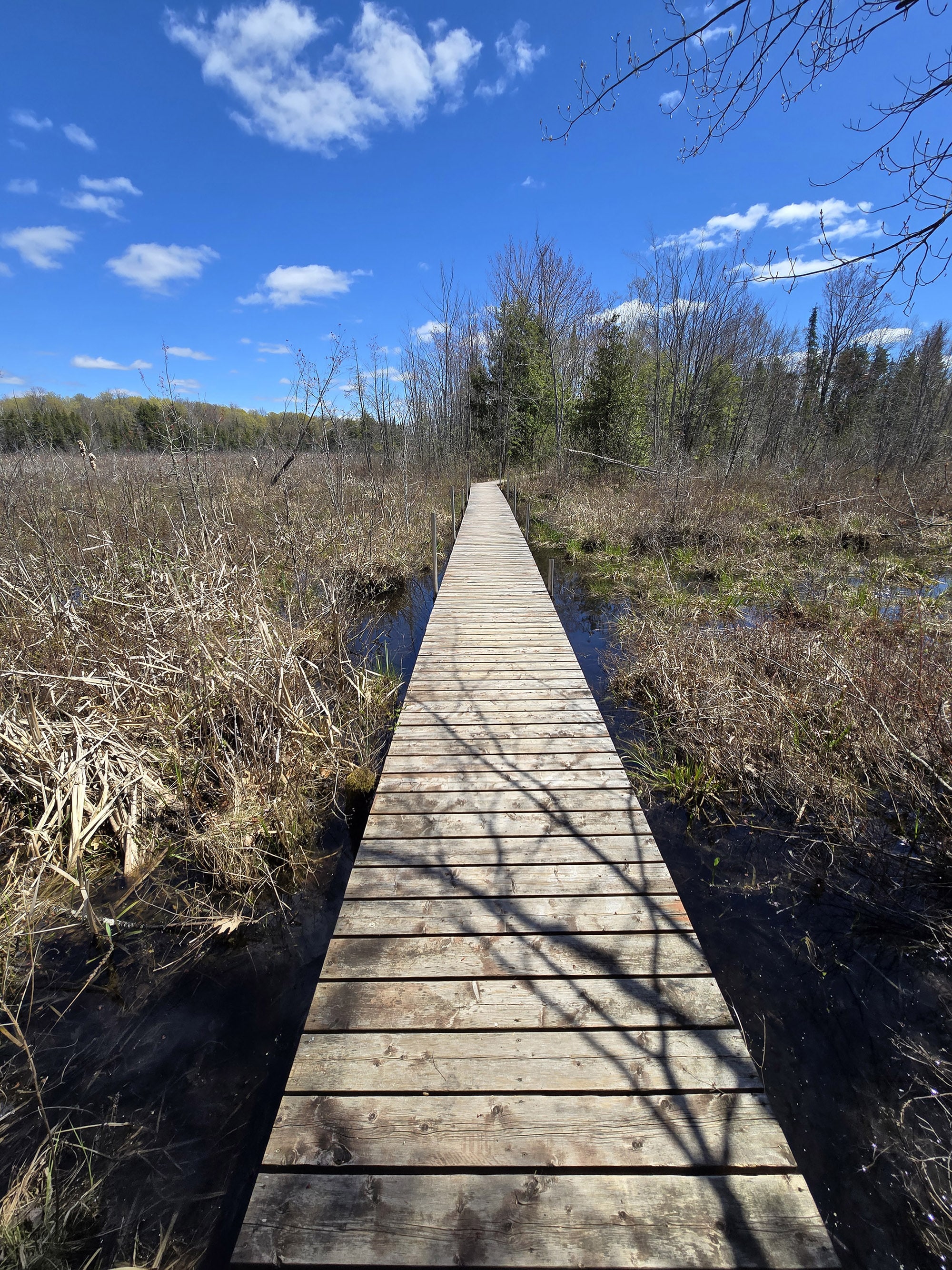 A boardwalk through a marsh area at Silver Lake Provincial Park.