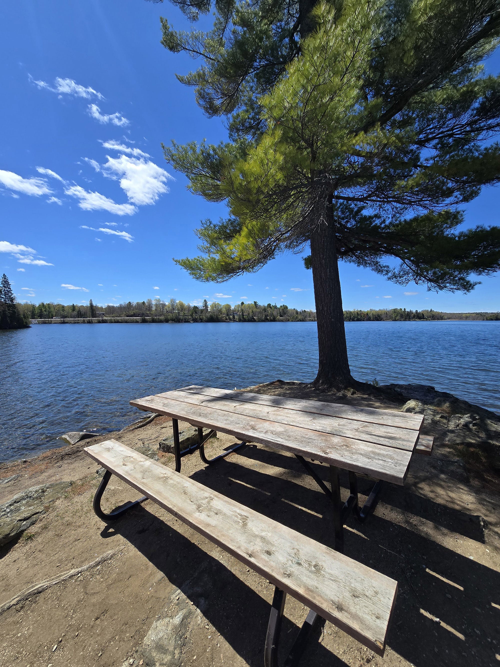 A picnic table and tree on a small peninsula overlooking Silver Lake.