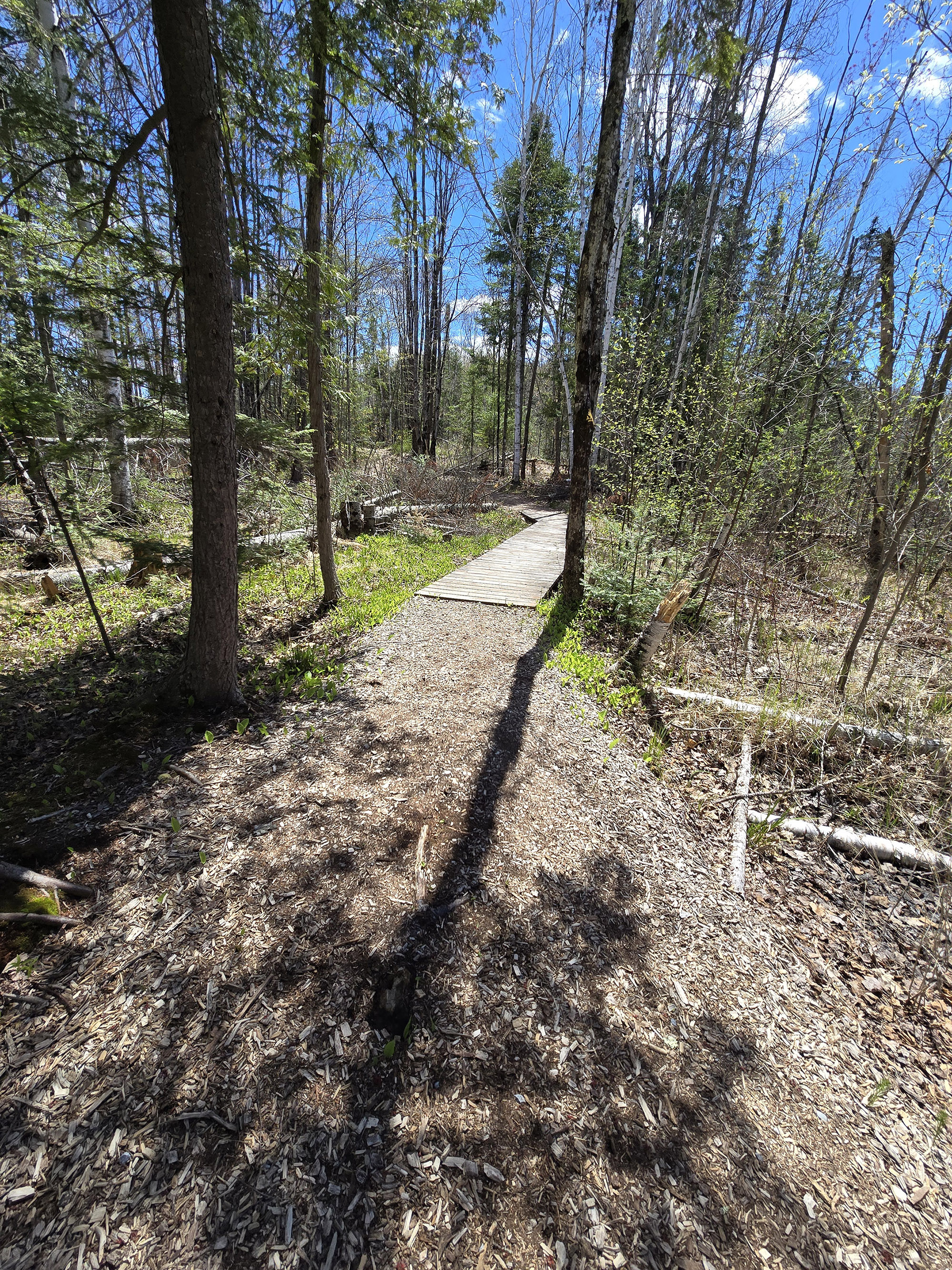 A boardwalk through a marsh area at Silver Lake Provincial Park.