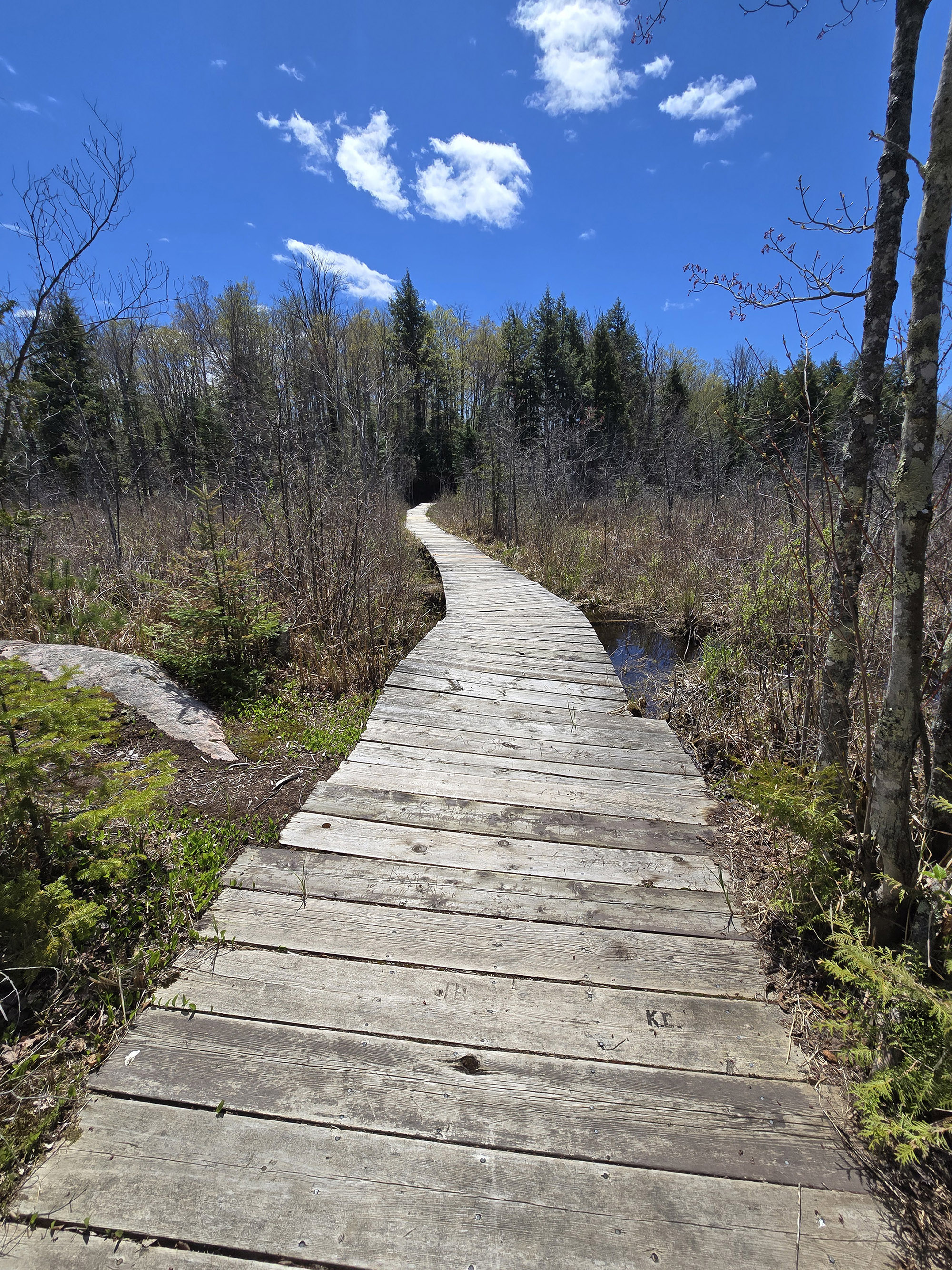 A boardwalk through a marsh area at Silver Lake Provincial Park.