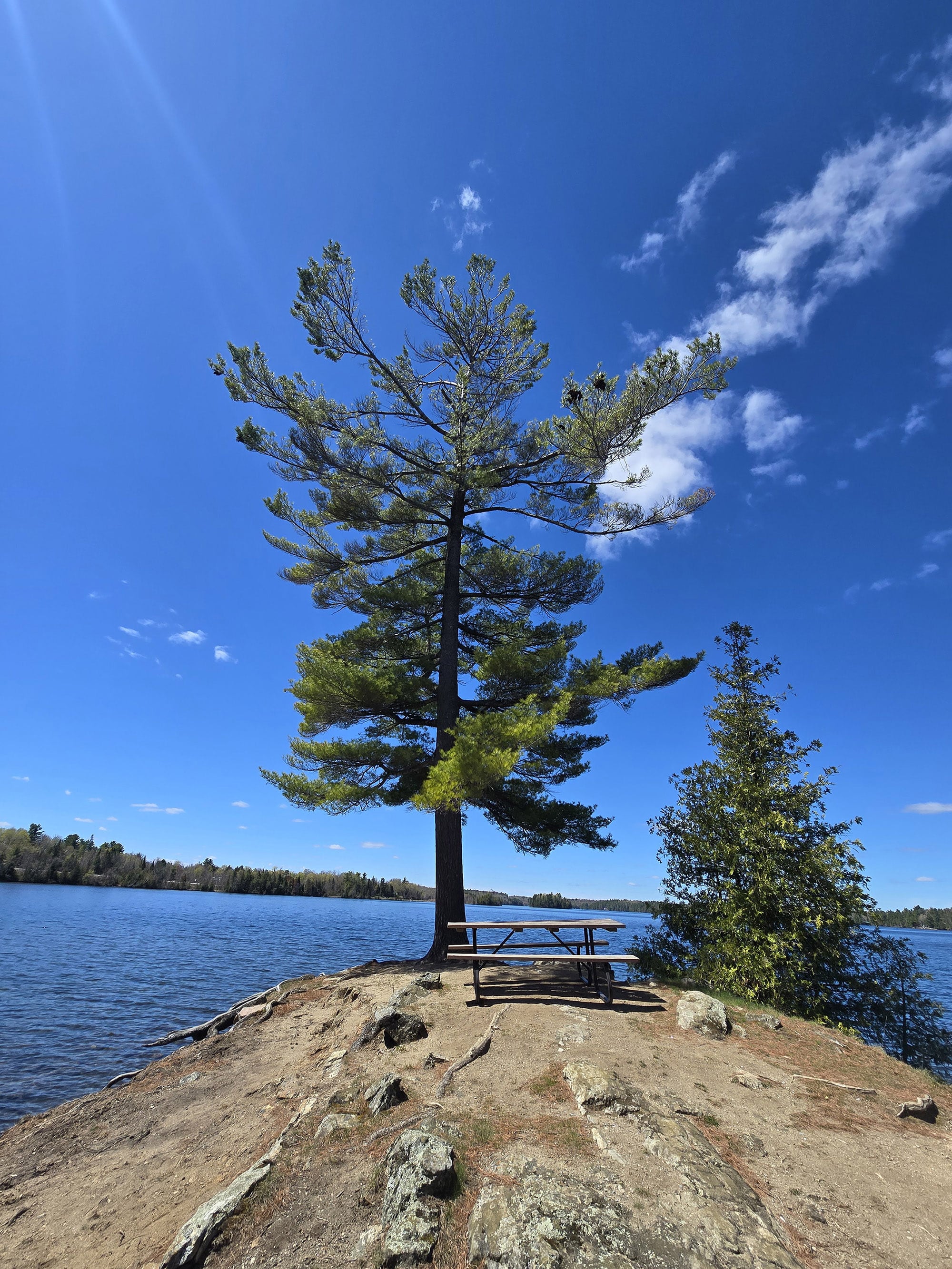 A picnic table and tree on a small peninsula overlooking Silver Lake.