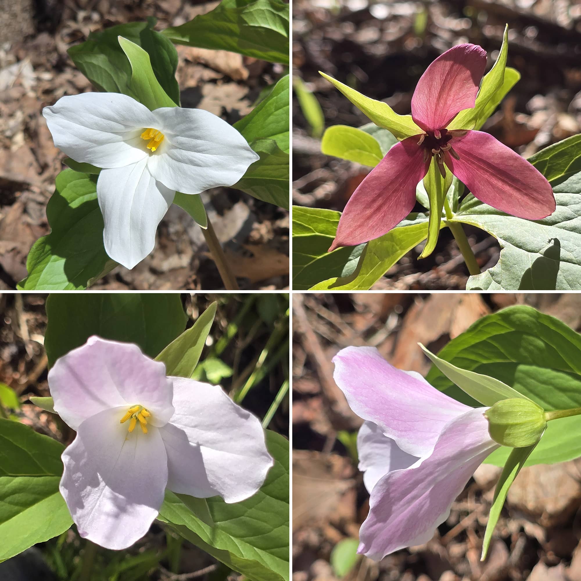 4 part image showing white, red, and pink Trillium flowers.