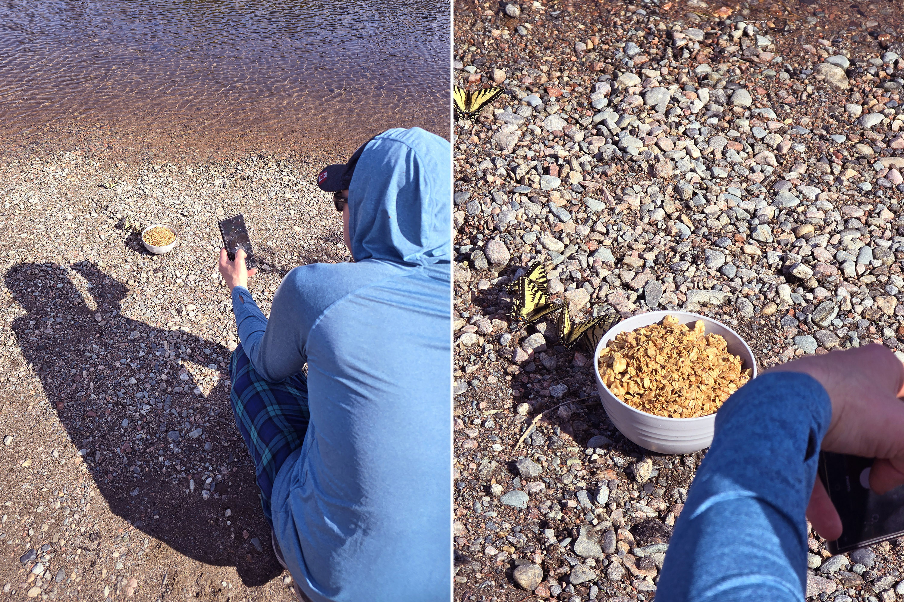 2 part image showing a man photographing a bowl of homemade maple walnut granola on a rocky beach, with the bowl surrounded by yellow tiger swallowtail butterflies.