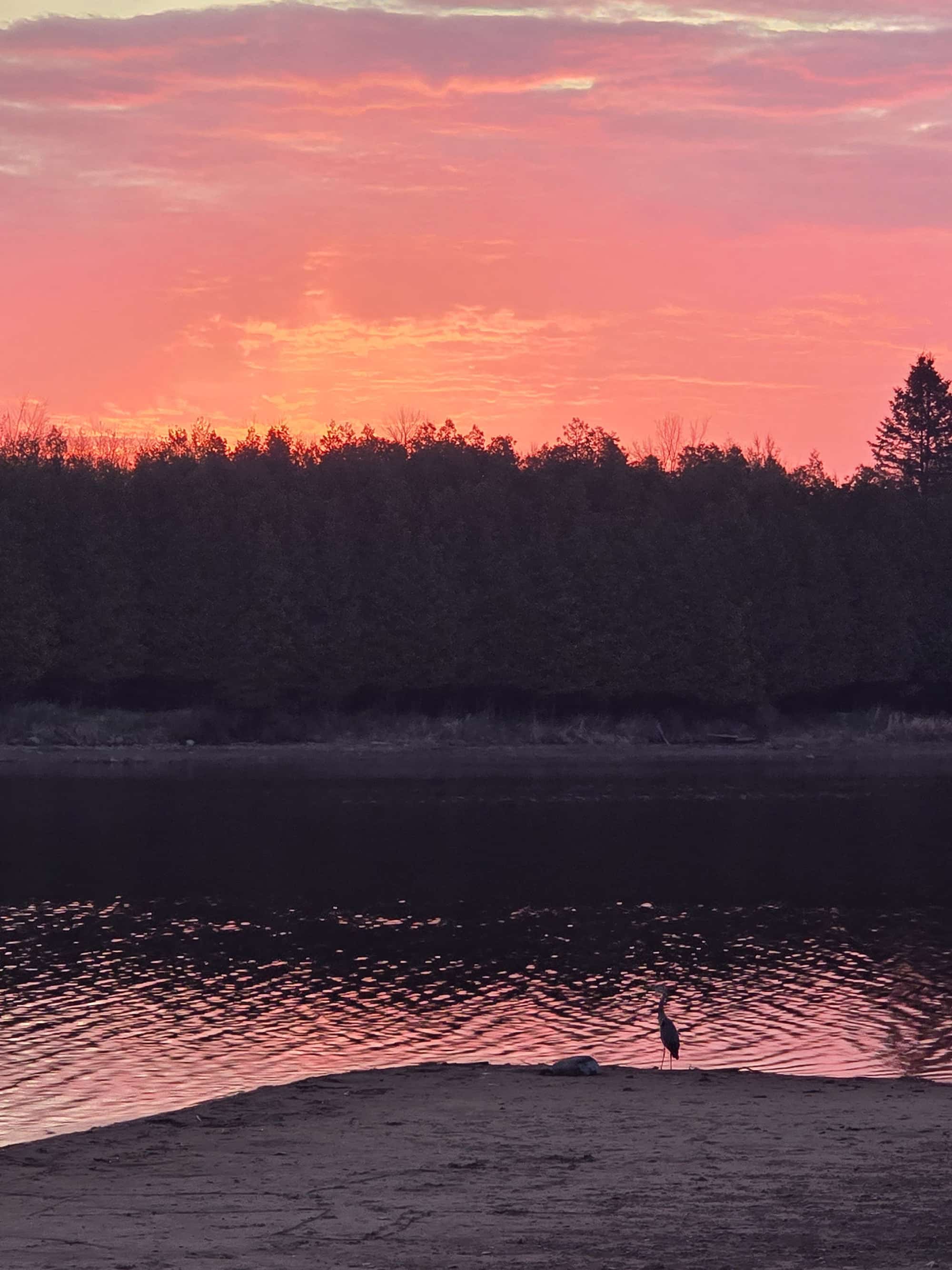 A sunrise over the ottawa river with a great blue heron on shore.