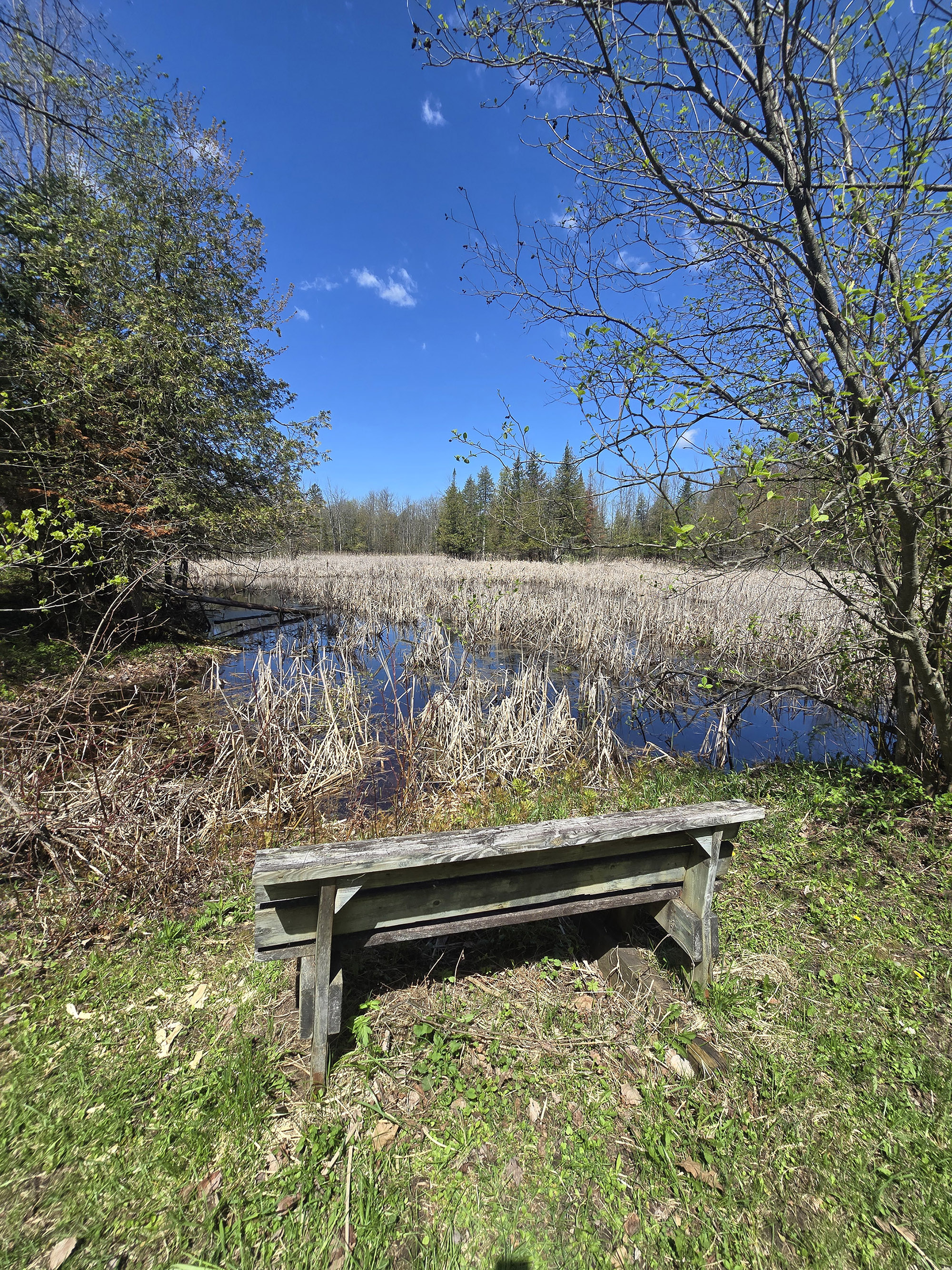 A view over a marsh at voyageur Provincial park.