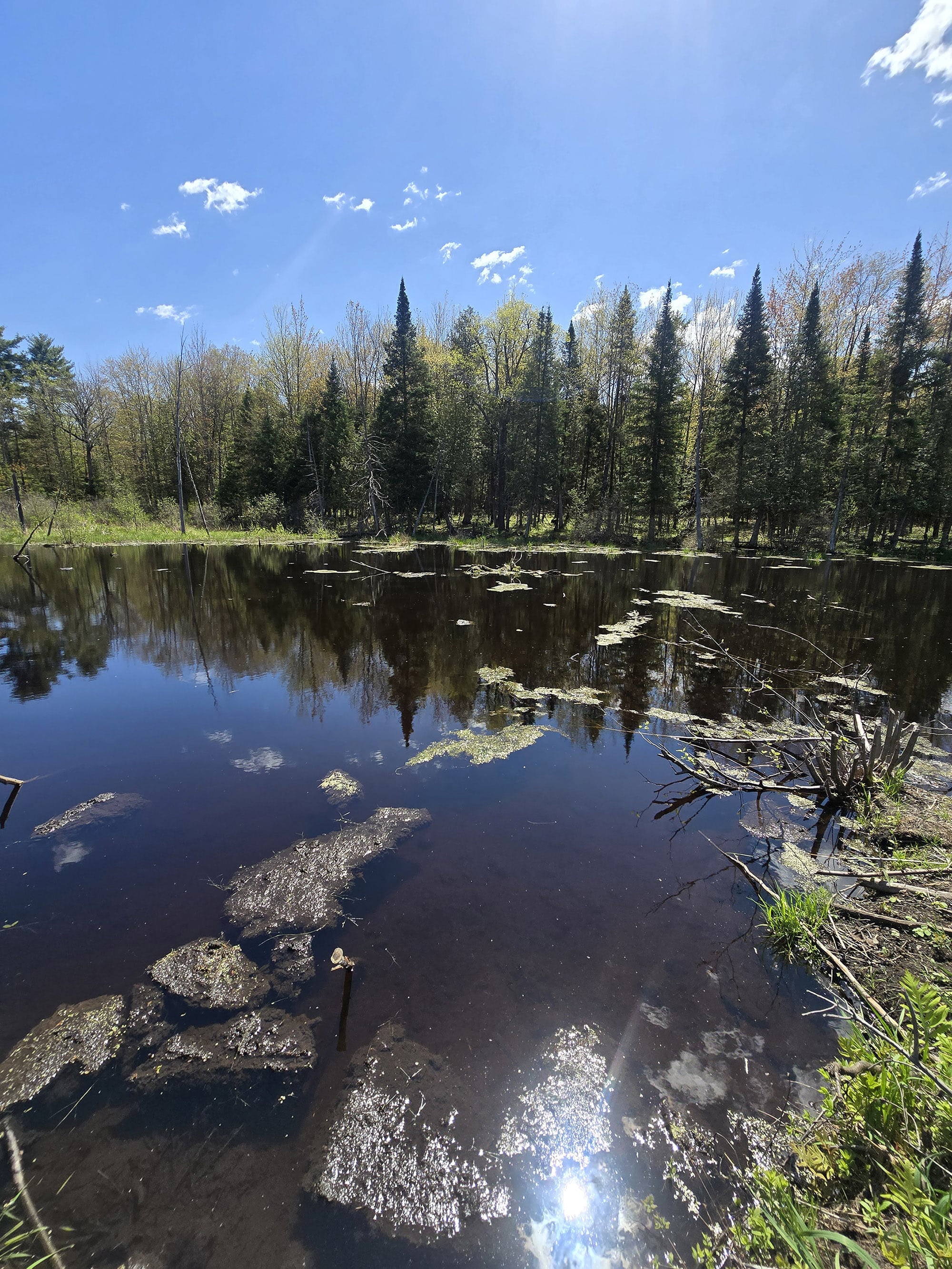 A view over a marsh at voyageur Provincial park.