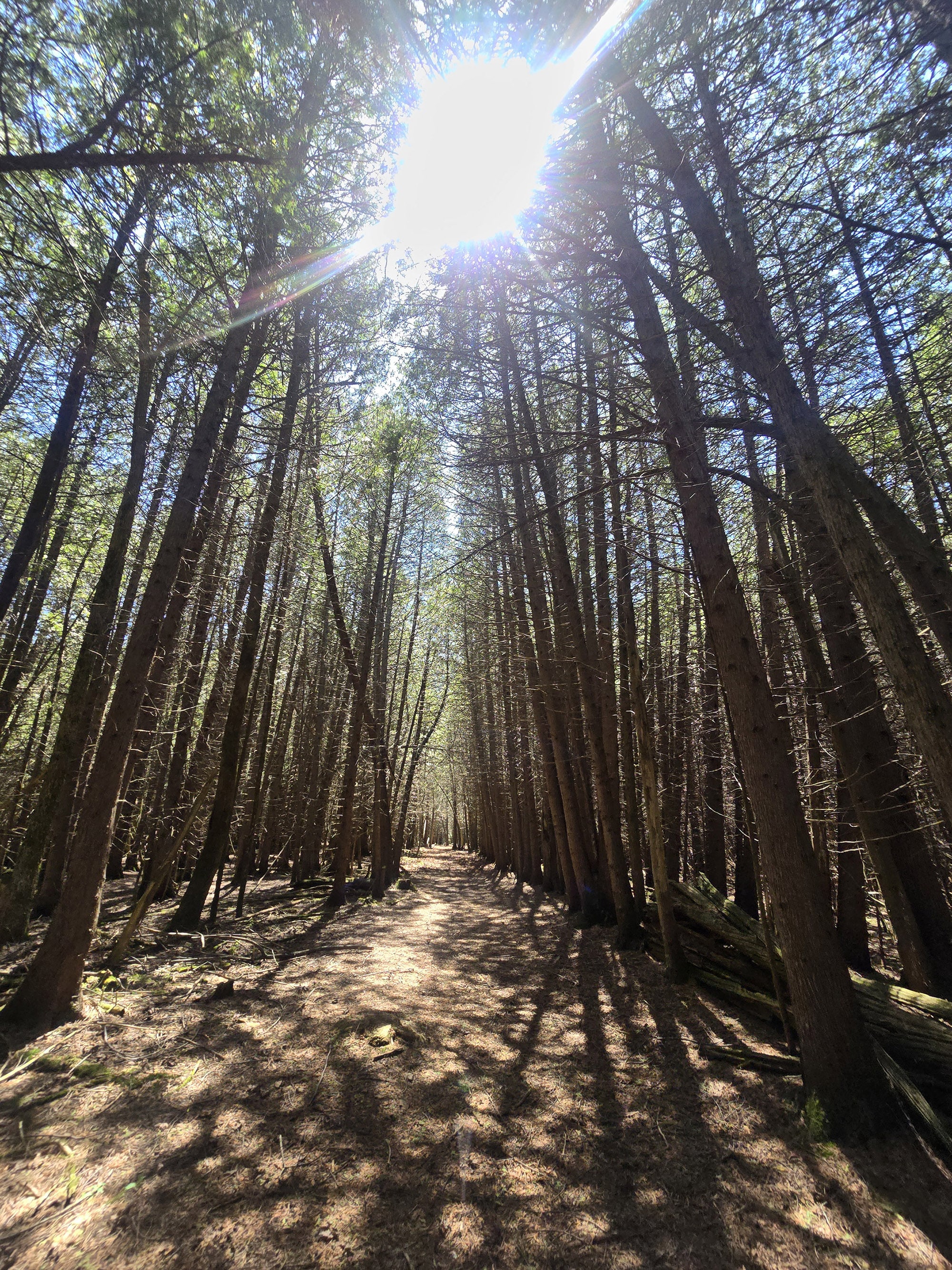 A trail through some tall trees.