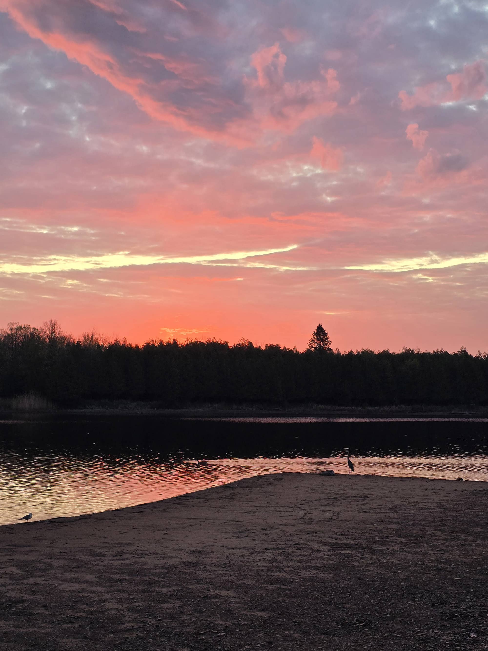 A sunrise over the ottawa river with a great blue heron on shore.
