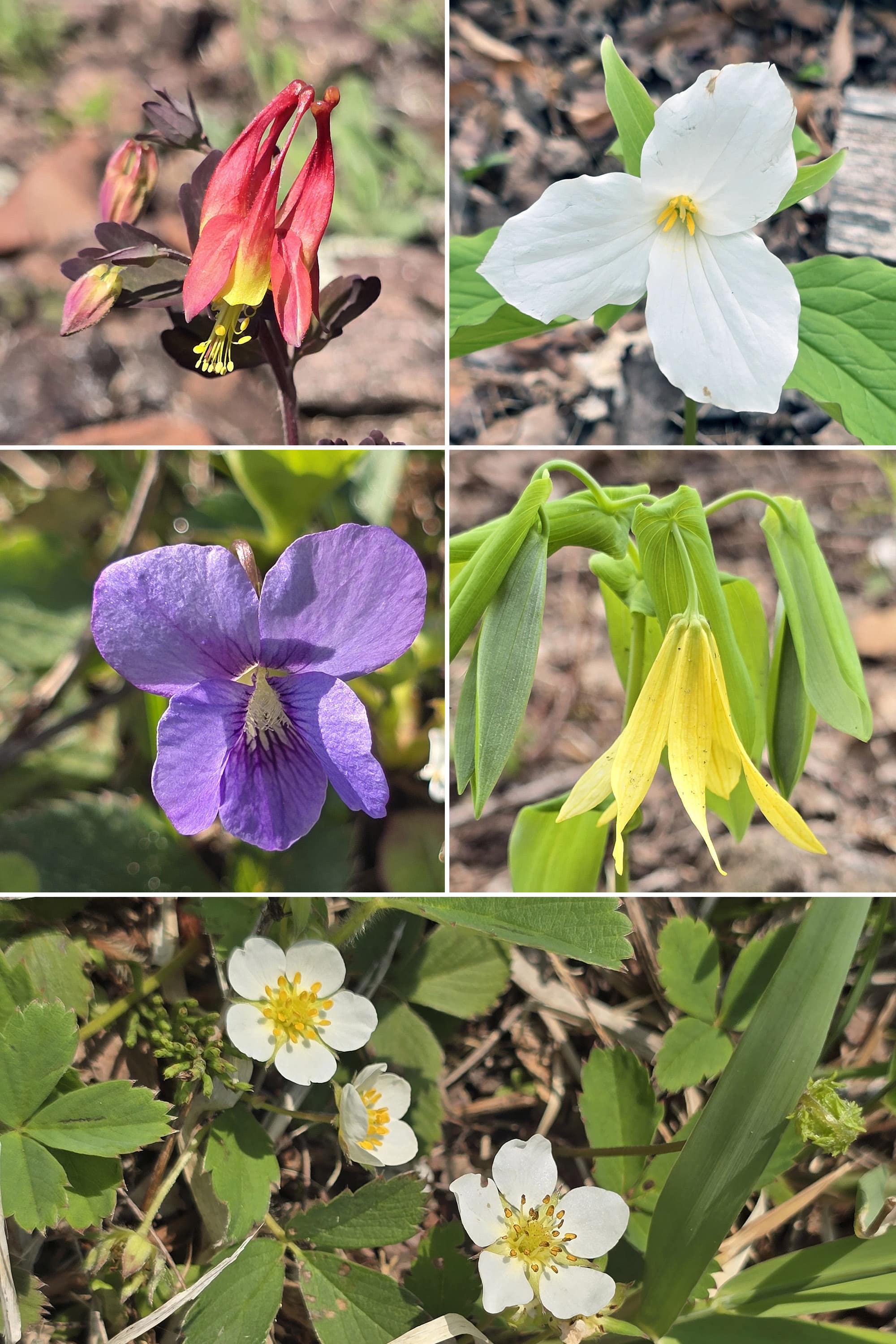 5 part image showing various wildflowers.
