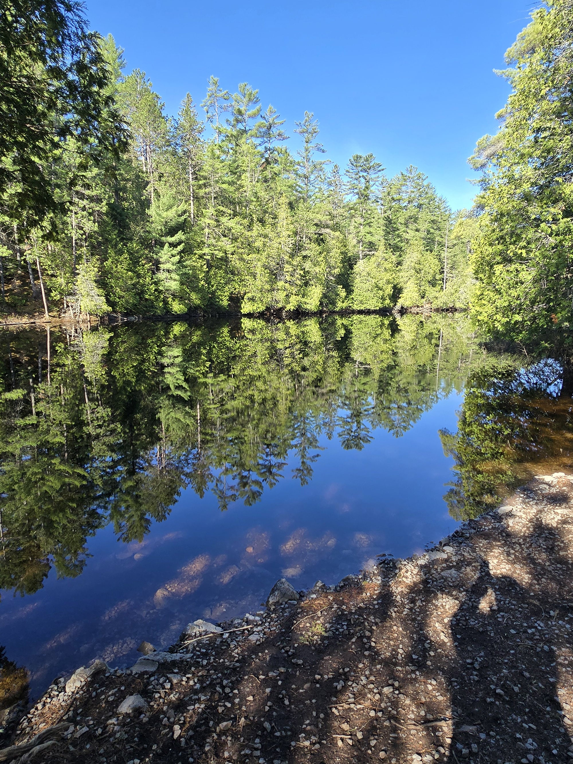 A row of trees reflected on still water