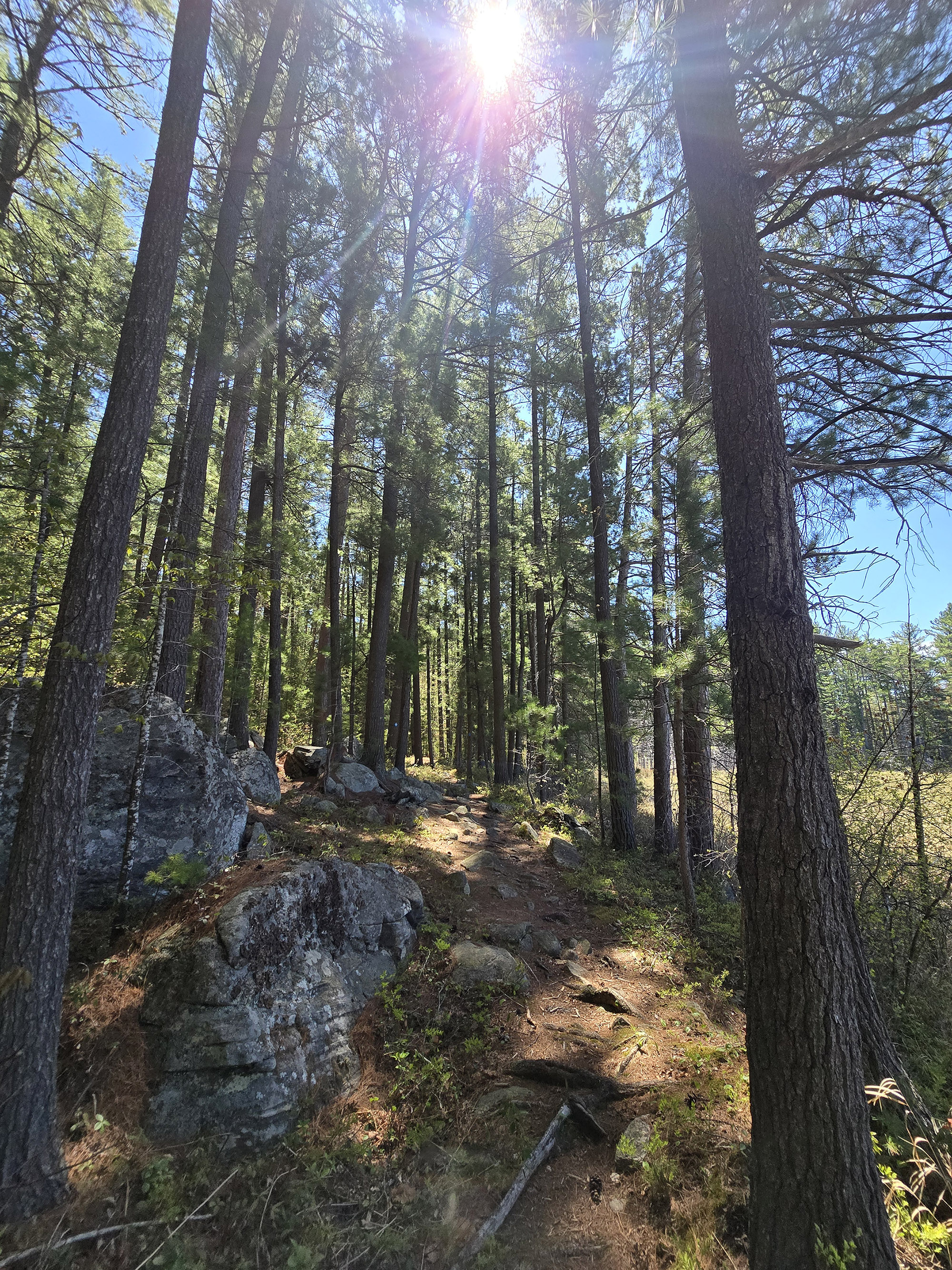 A forest trail through tall trees.