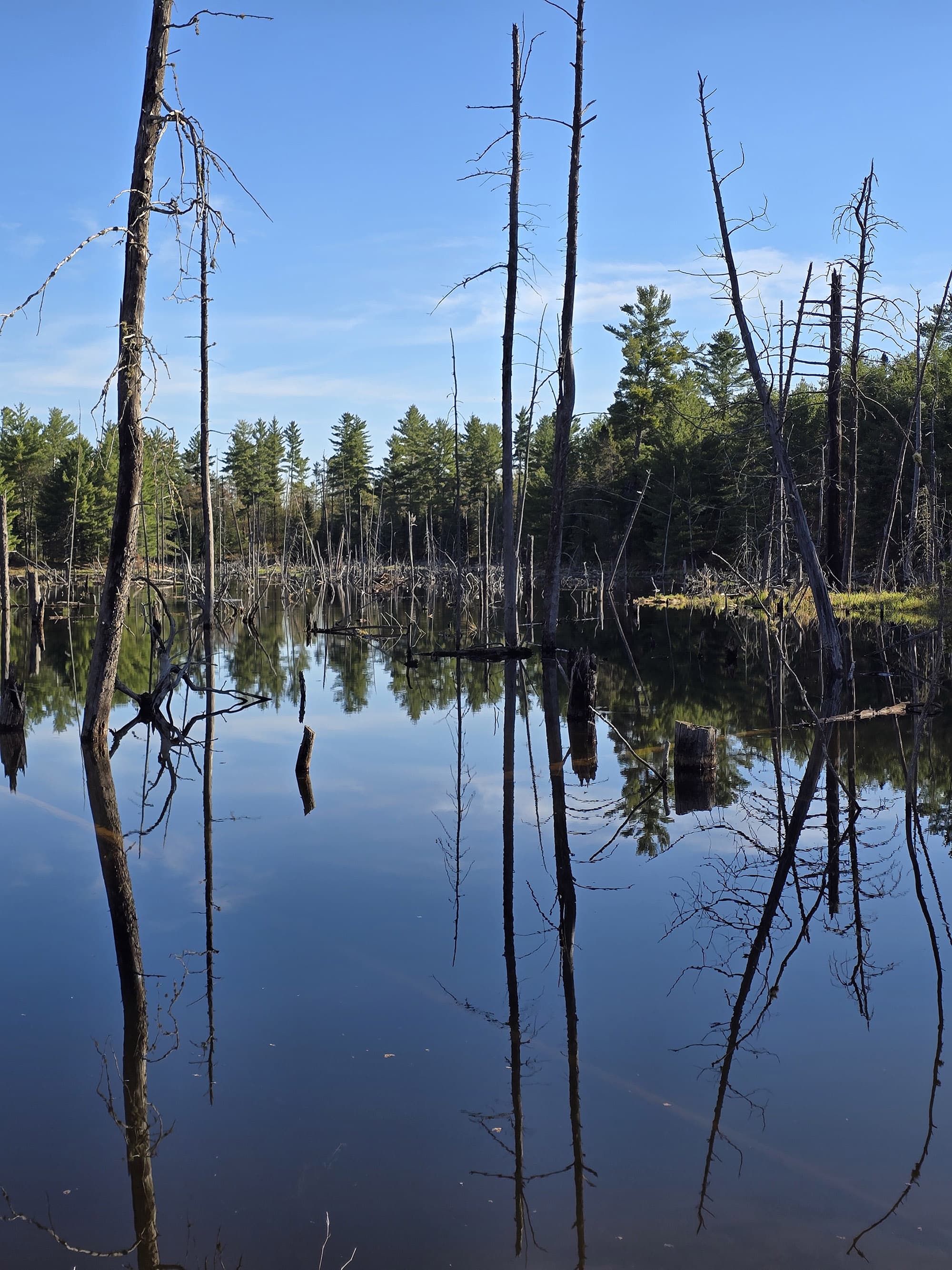 Dead trees in a reflective pool of water.