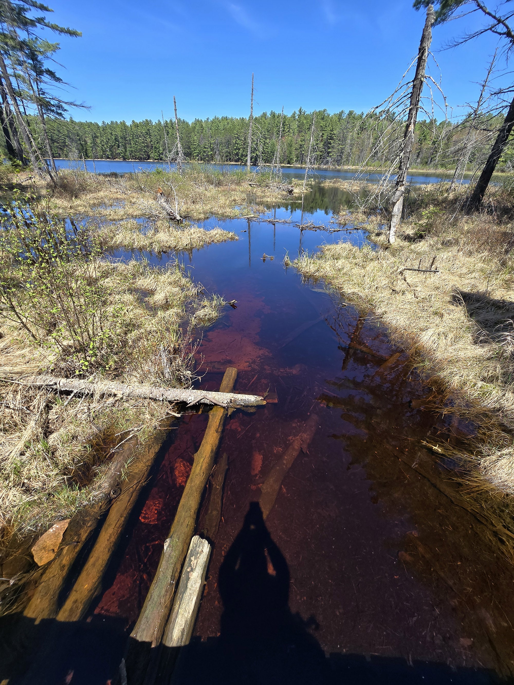 A marsh.
