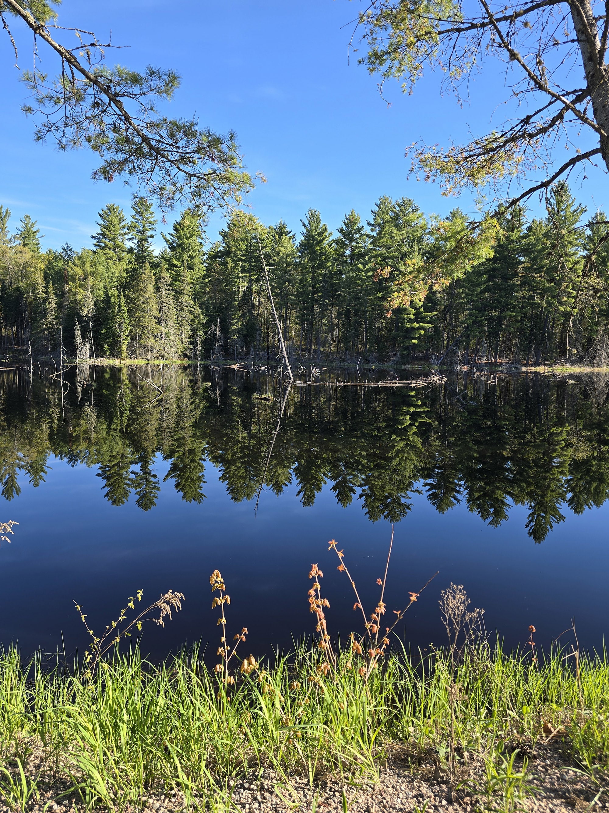 A row of deciduous trees on the far side of a river.