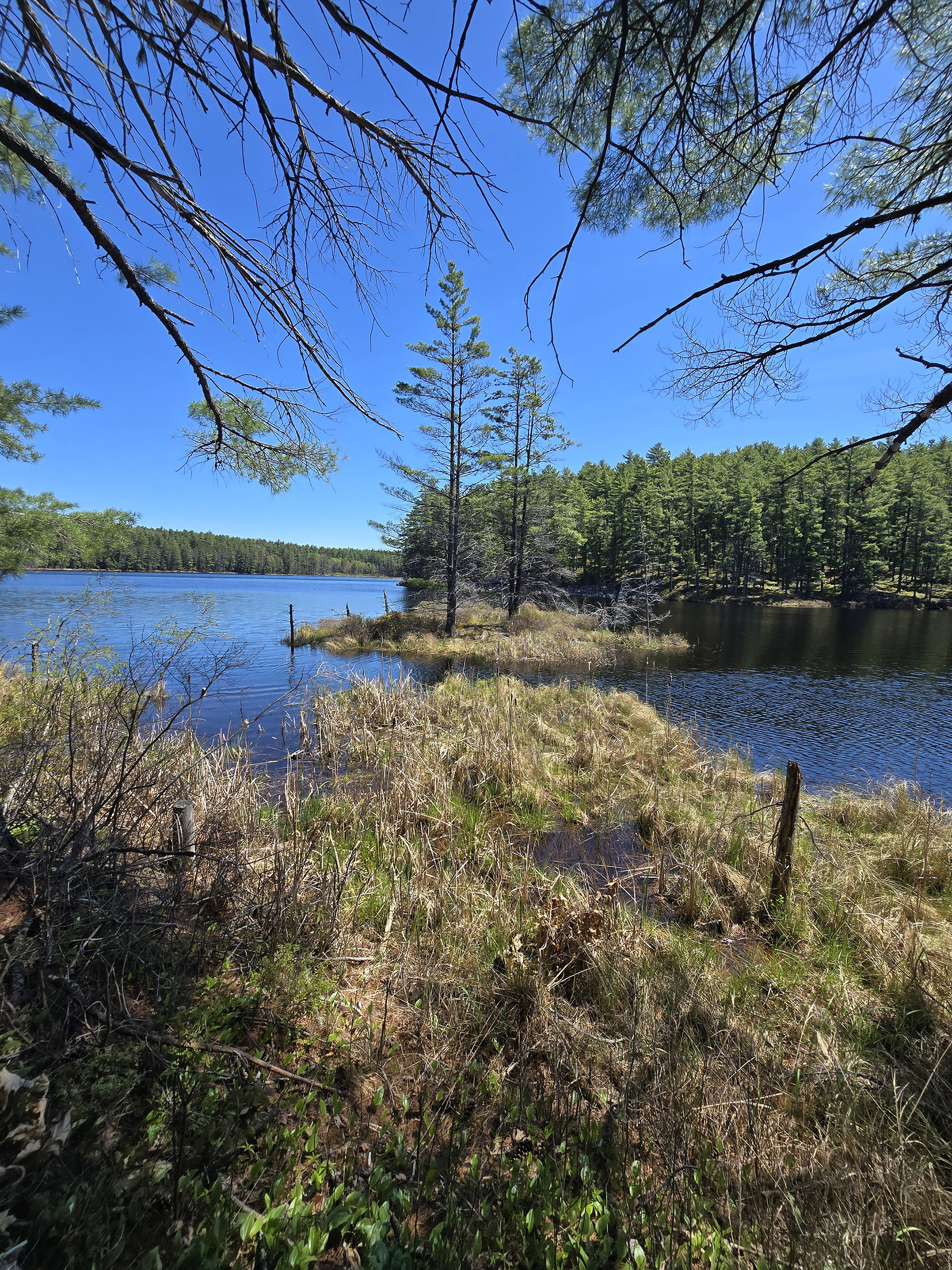 A small island with 2 trees on Berm Lake.