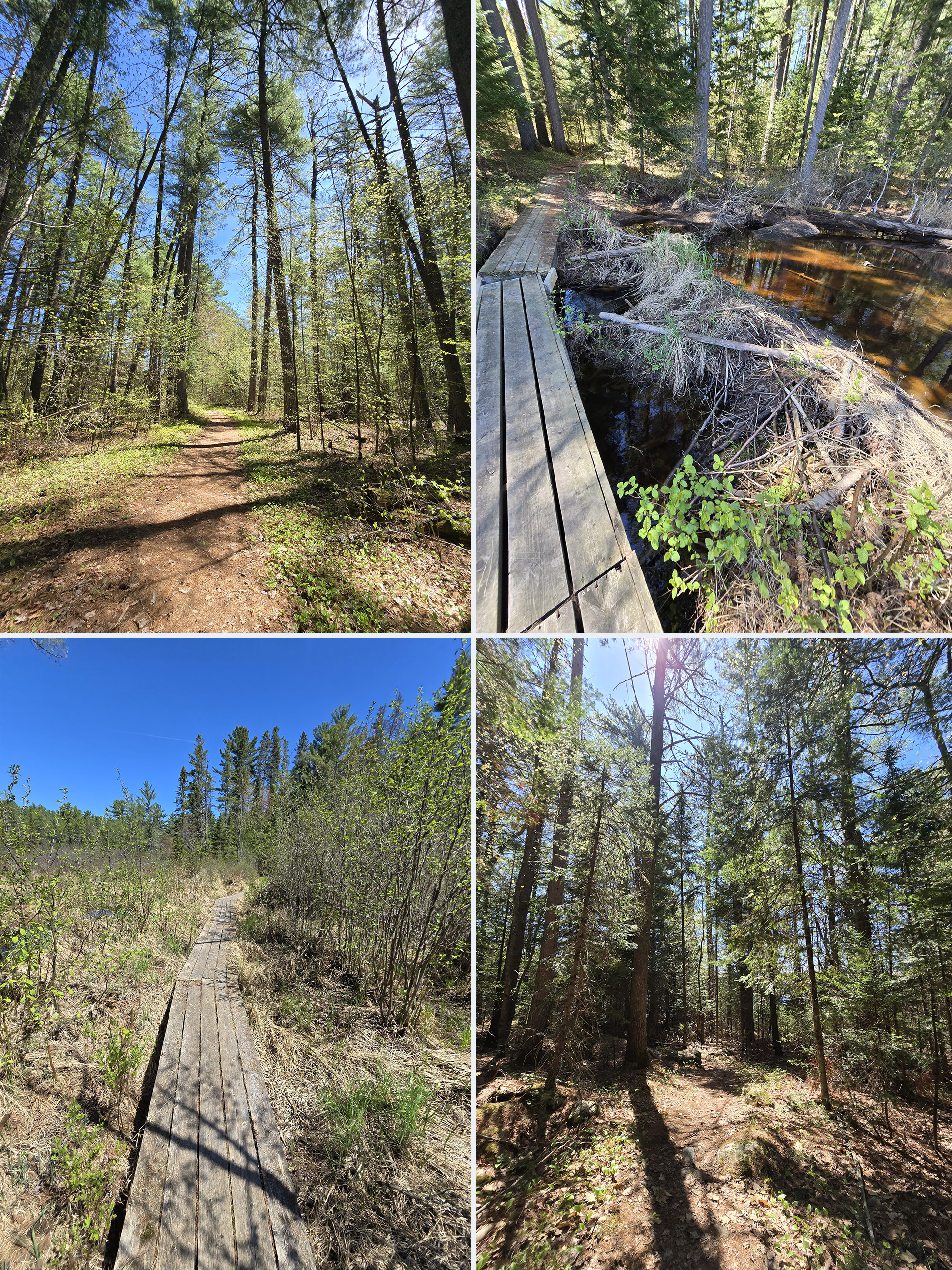4 part image showing various views along the Berm Lake Trail at the Achray Campground in Algonquin Park.