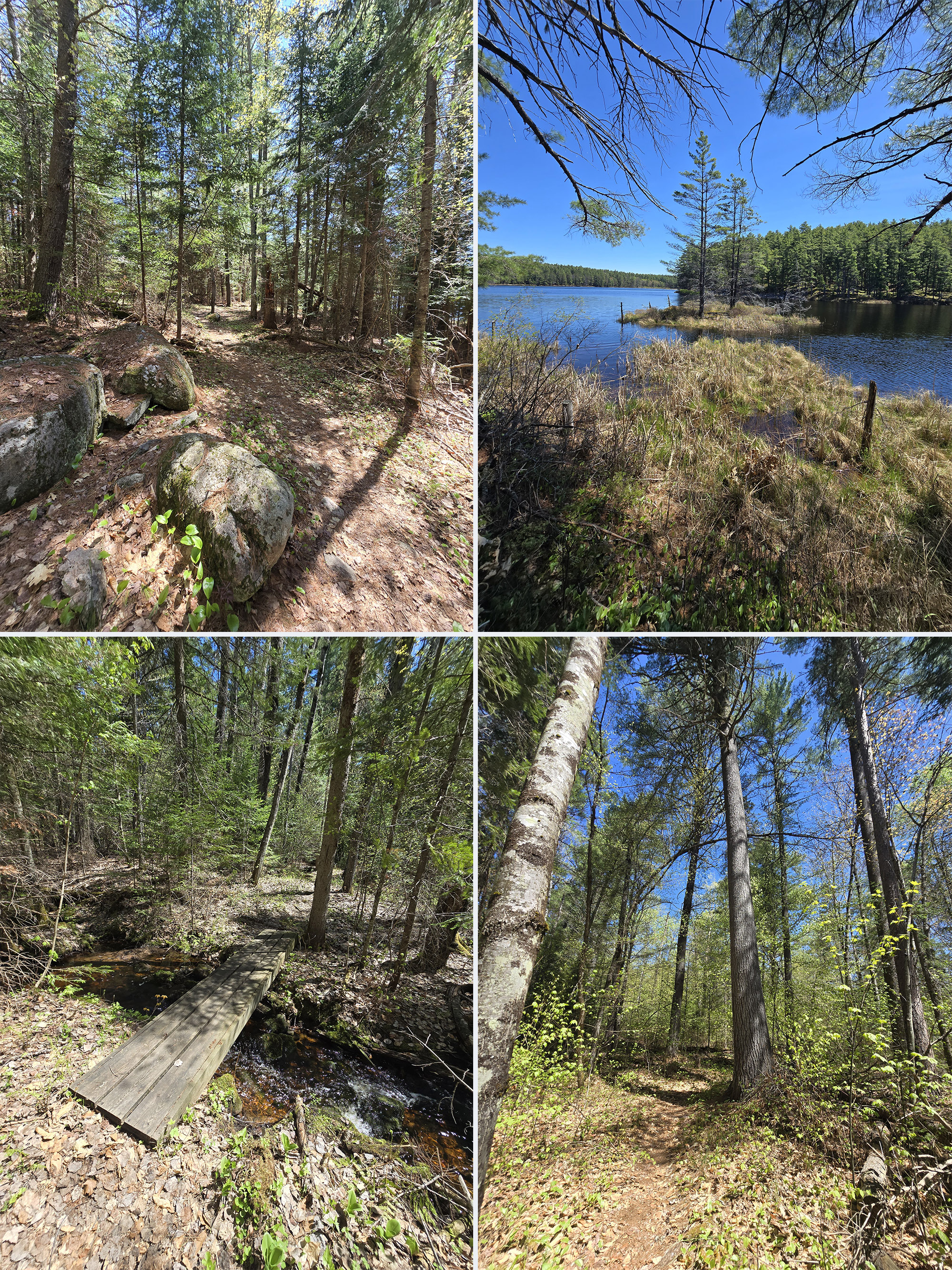 4 part image showing various views along the Berm Lake Trail at the Achray Campground in Algonquin Park.