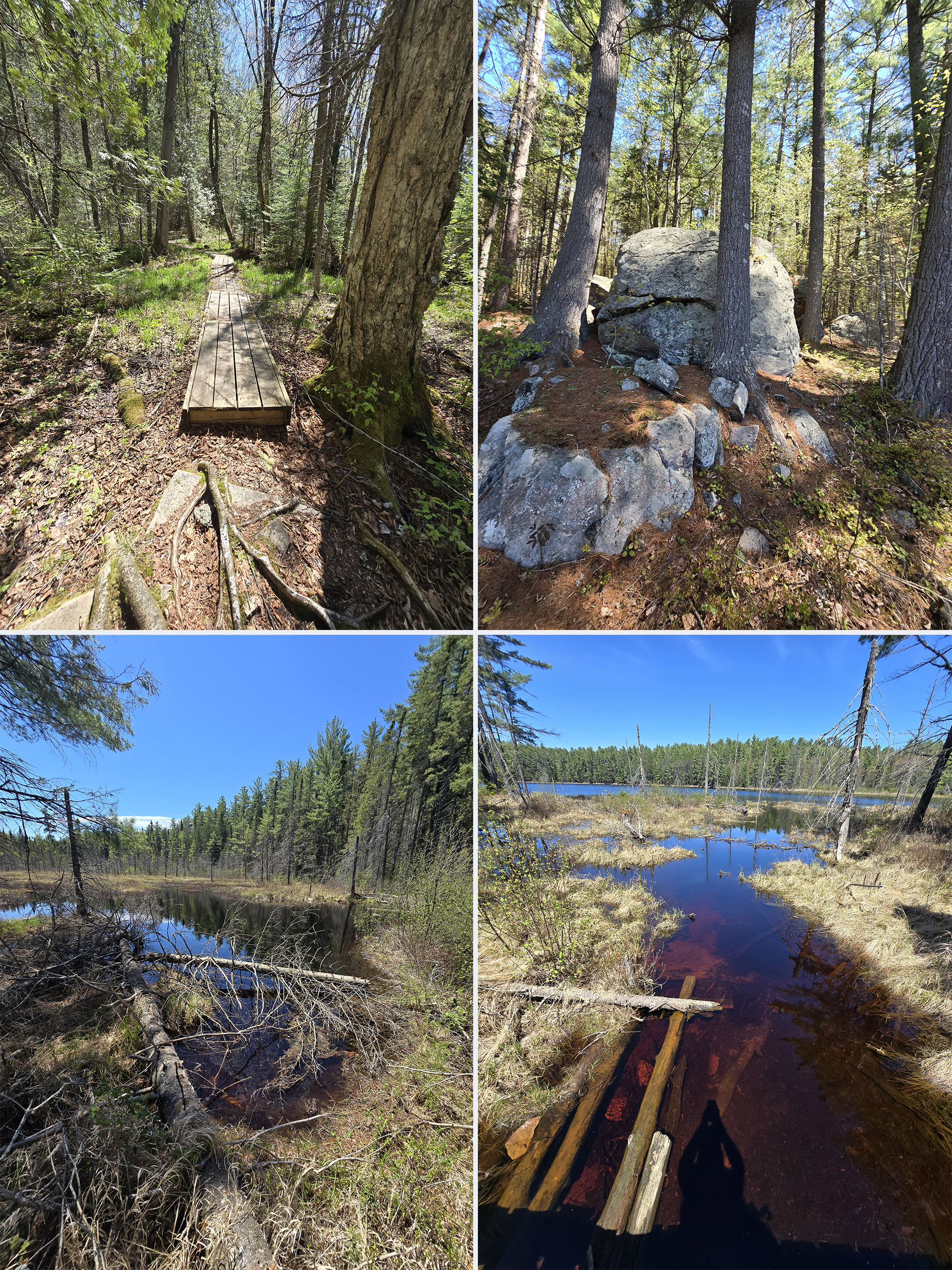 4 part image showing various views along the Berm Lake Trail at the Achray Campground in Algonquin Park.