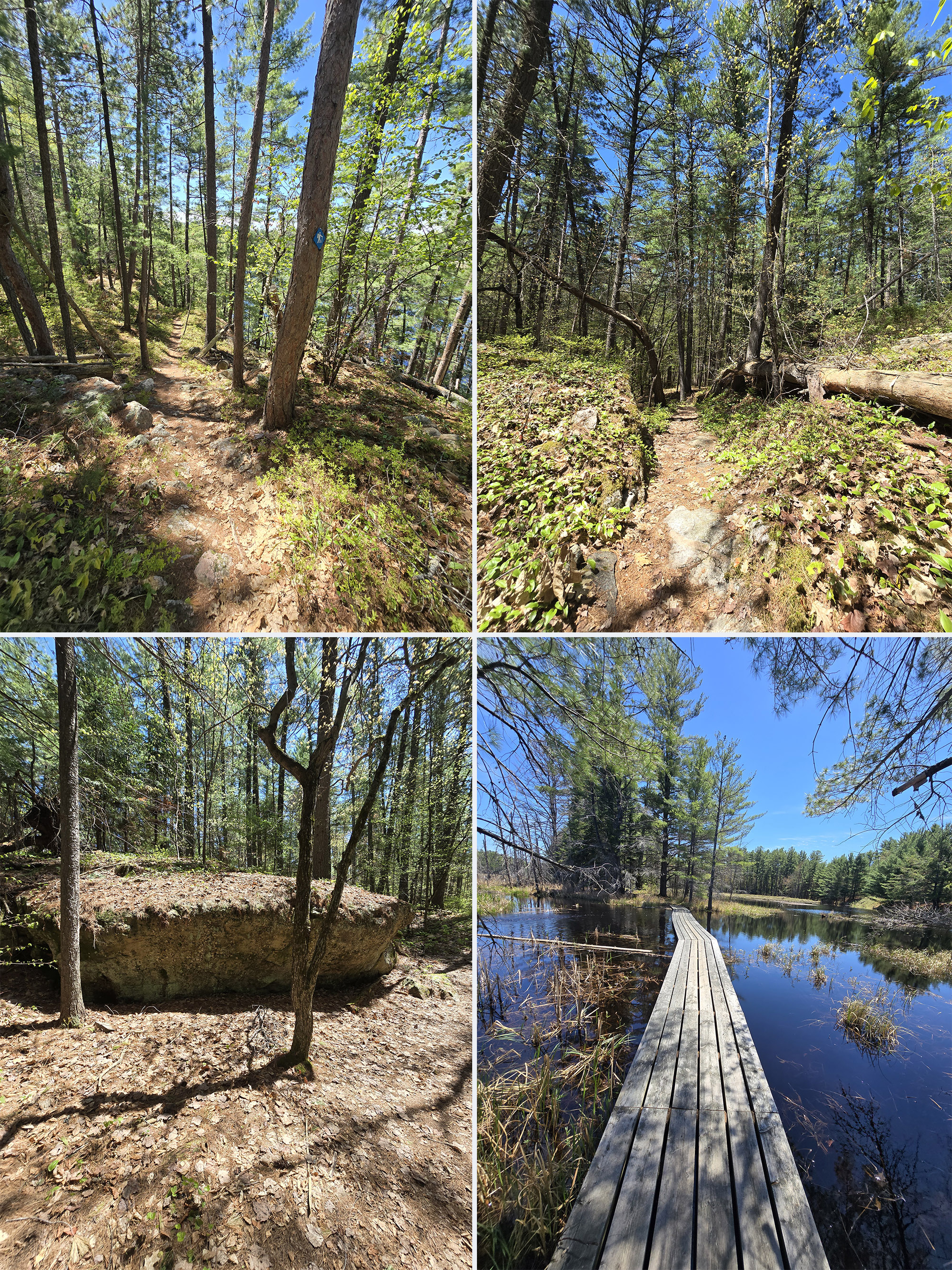 4 part image showing various views along the Berm Lake Trail at the Achray Campground in Algonquin Park.