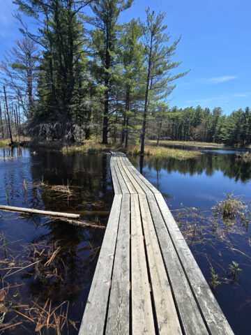 A wooden boardwalk extending over a marsh at Achray Campground on a sunny day.