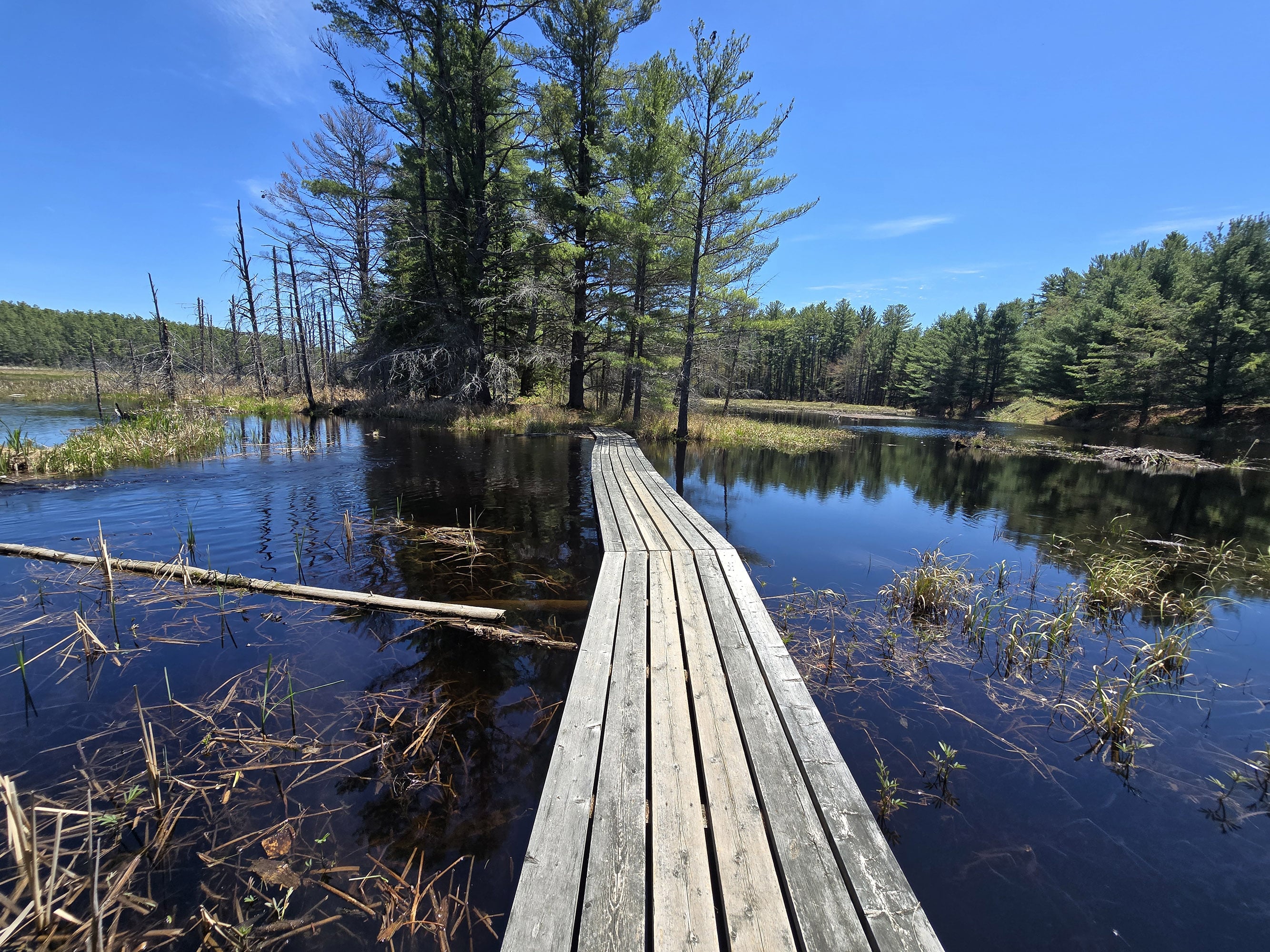 A wooden boardwalk extending over a marsh at Achray Campground on a sunny day.