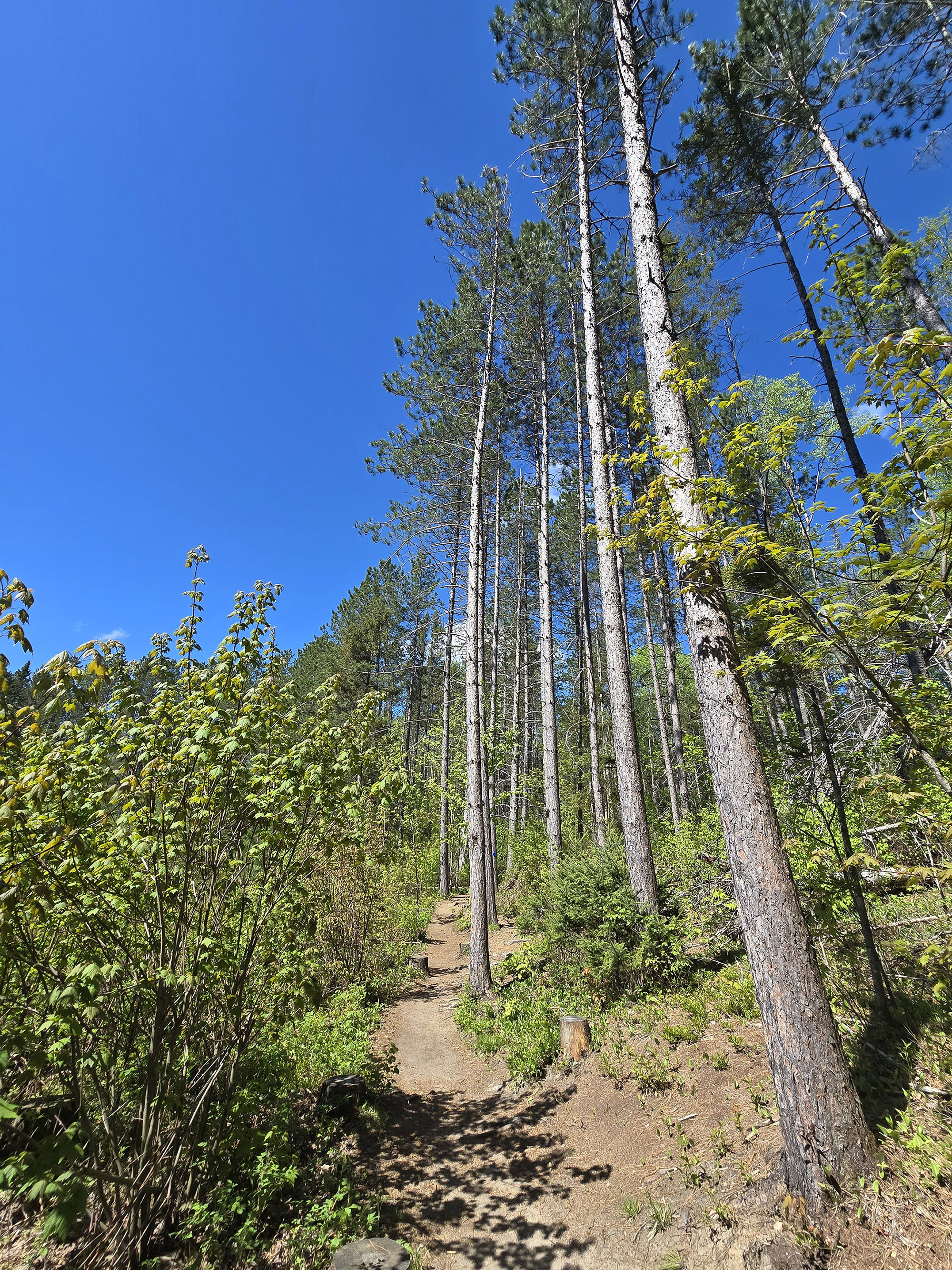 Tall birch trees along a trail.