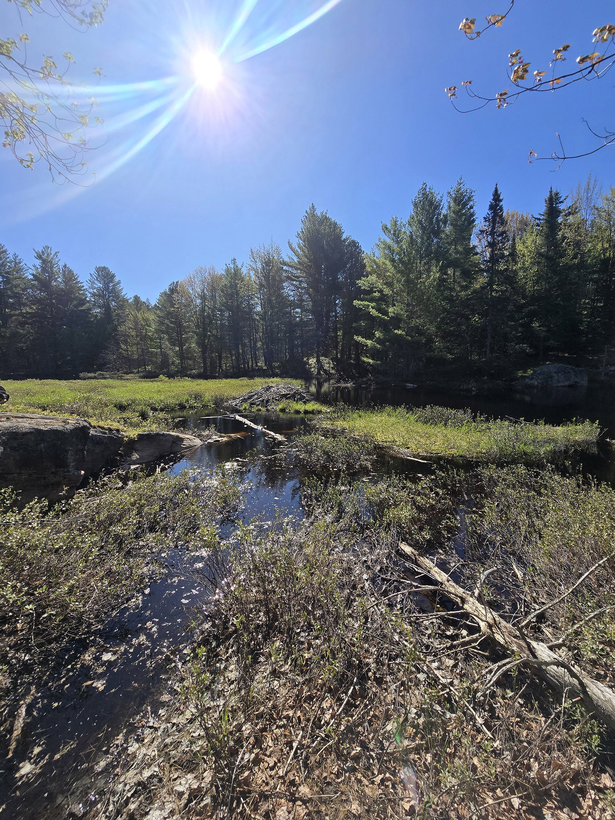 A view over a marsh on a sunny day.