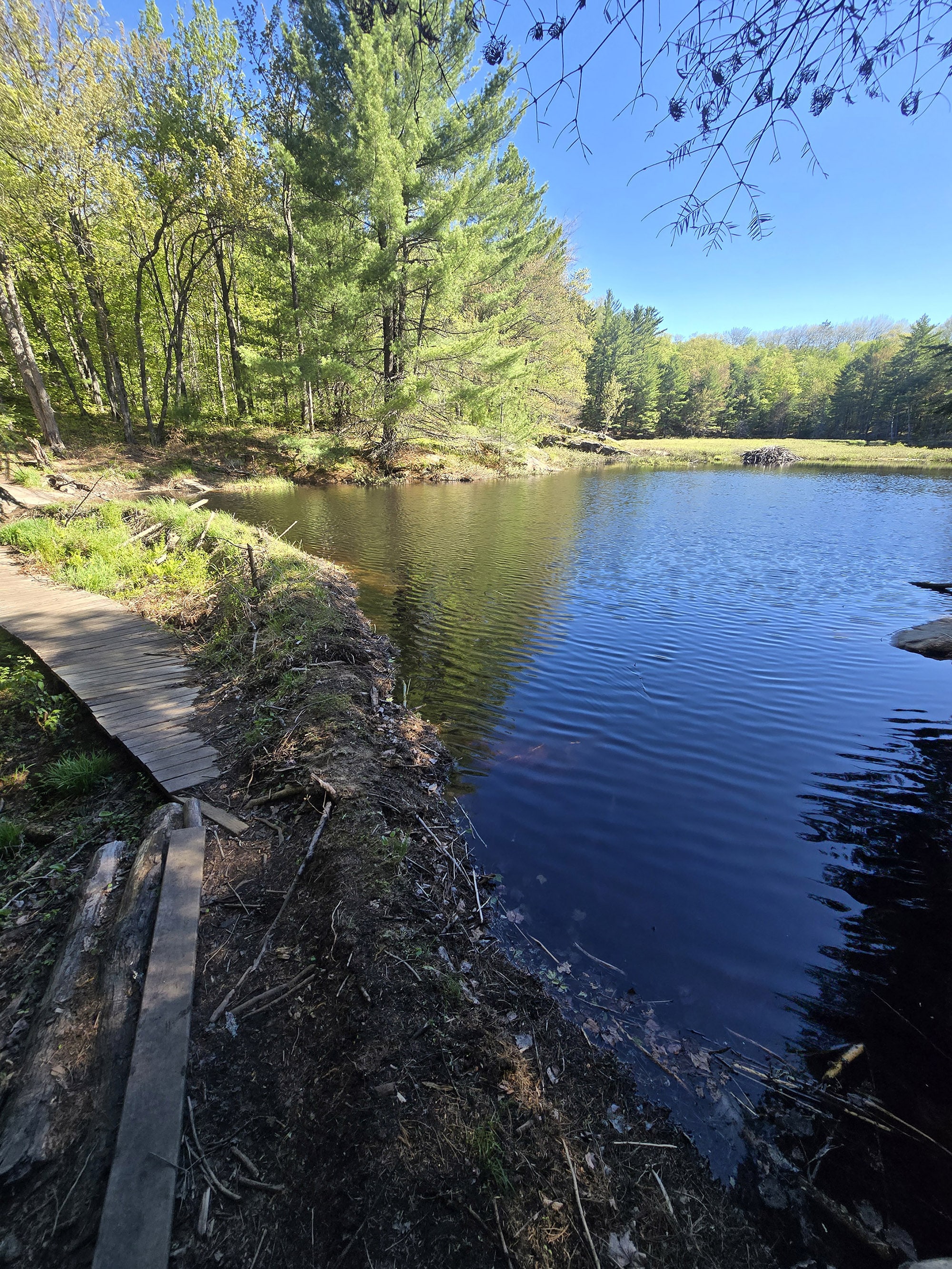 A view over a lake on a sunny day.