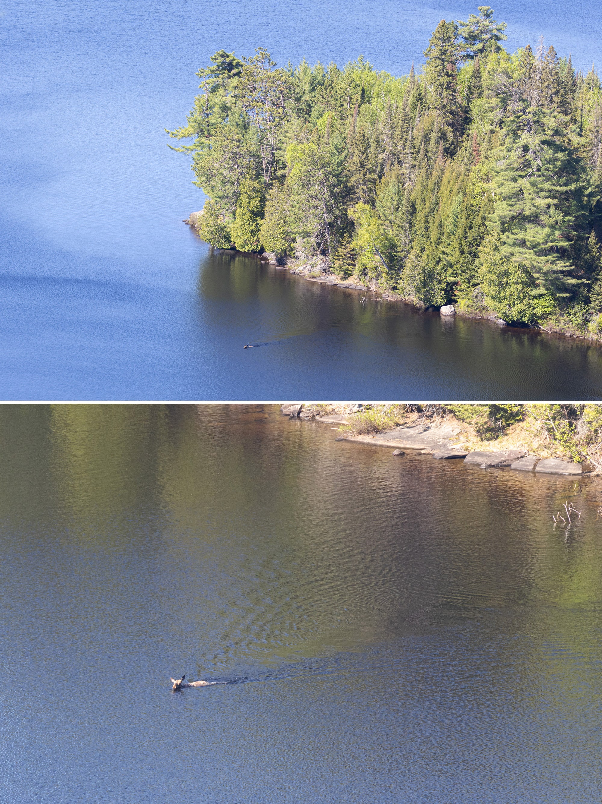 2 part image looking down on a moose swimming on a lake.
