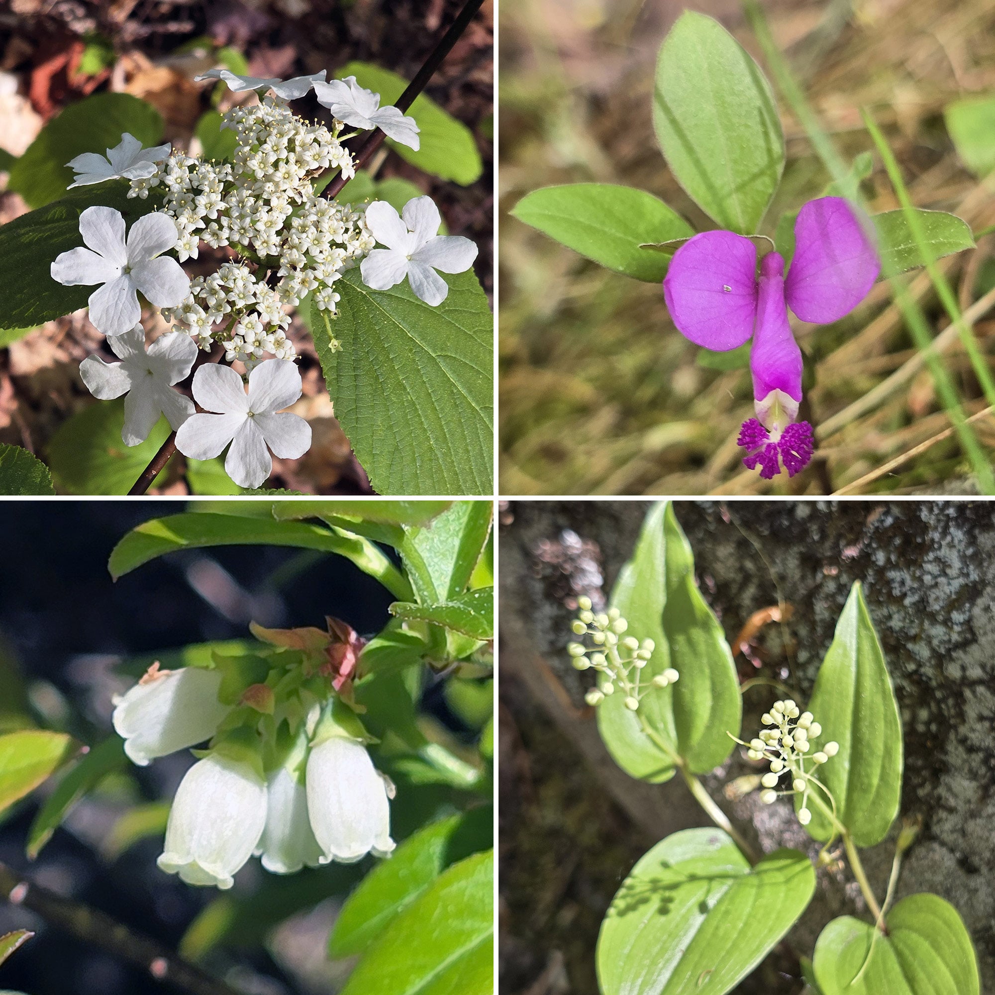 4 part image showing various wildflowers.