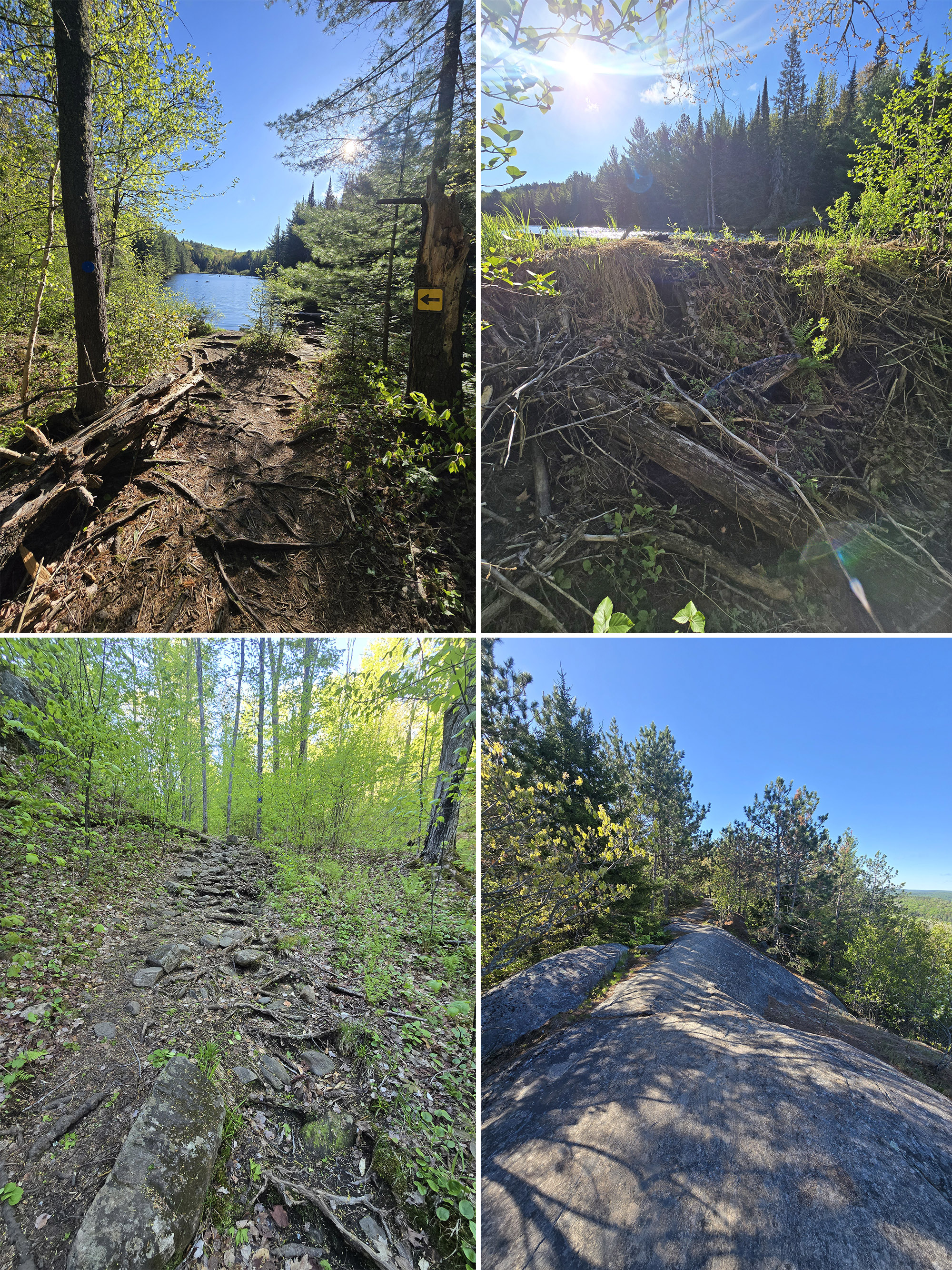 4 part image showing various views along the Centennial Ridge Hiking Trail in Algonquin Provincial Park.