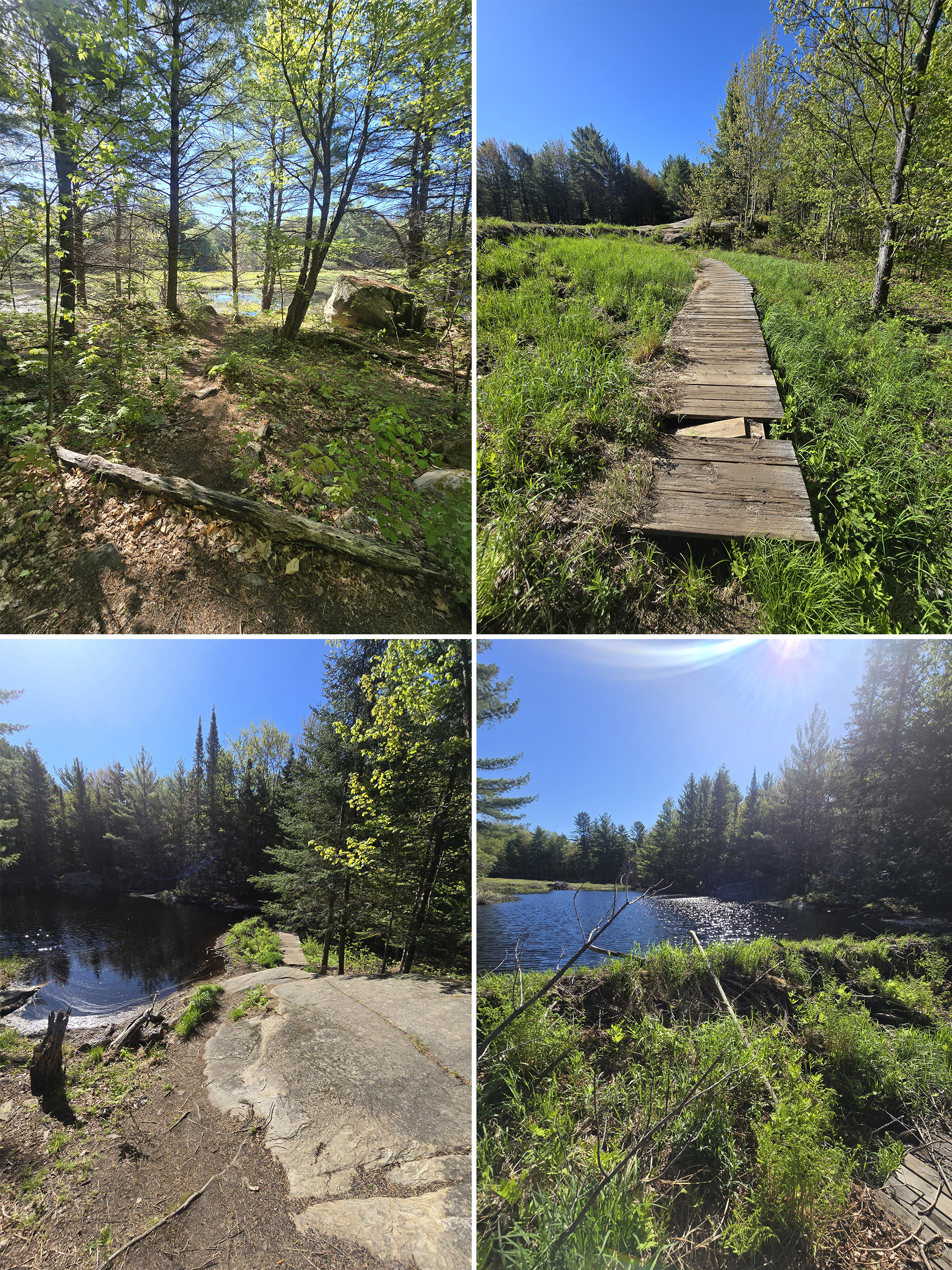 4 part image showing various views along the Centennial Ridge Hiking Trail in Algonquin Provincial Park.