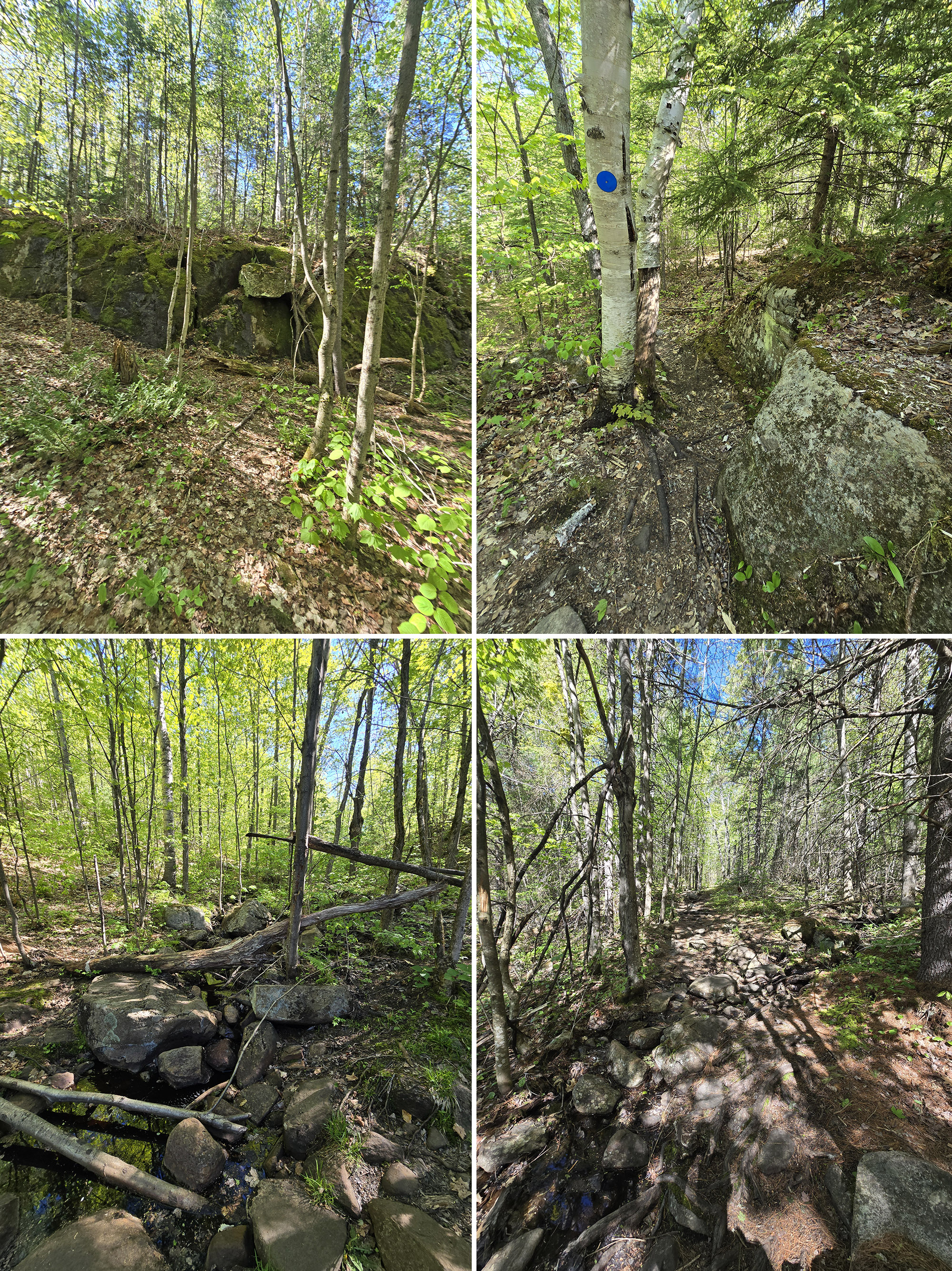 4 part image showing various views along the Centennial Ridge Hiking Trail in Algonquin Provincial Park.