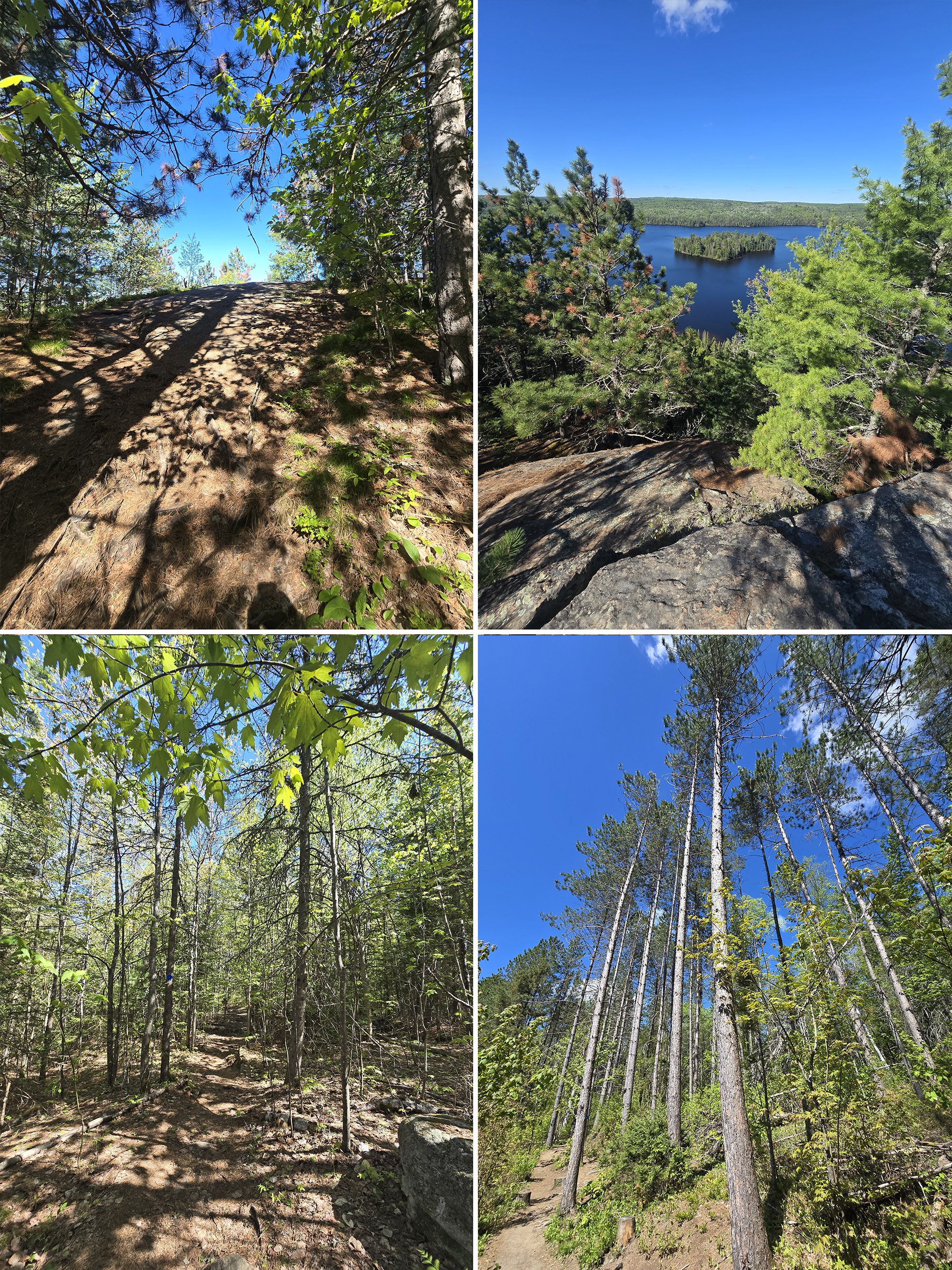 4 part image showing various views along the Centennial Ridge Hiking Trail in Algonquin Provincial Park.