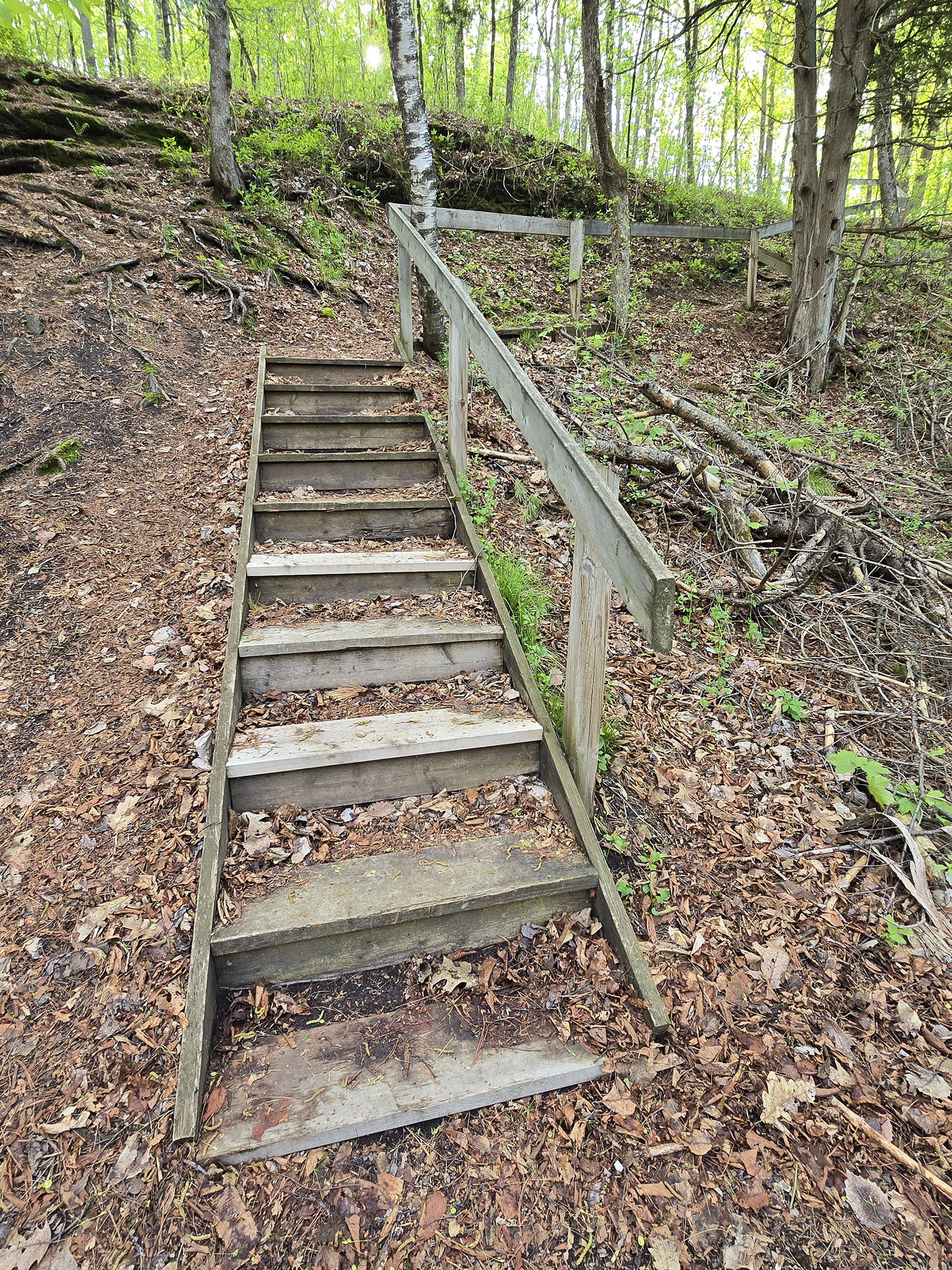 A wooden staircase in the forest at fitzroy provincial park.