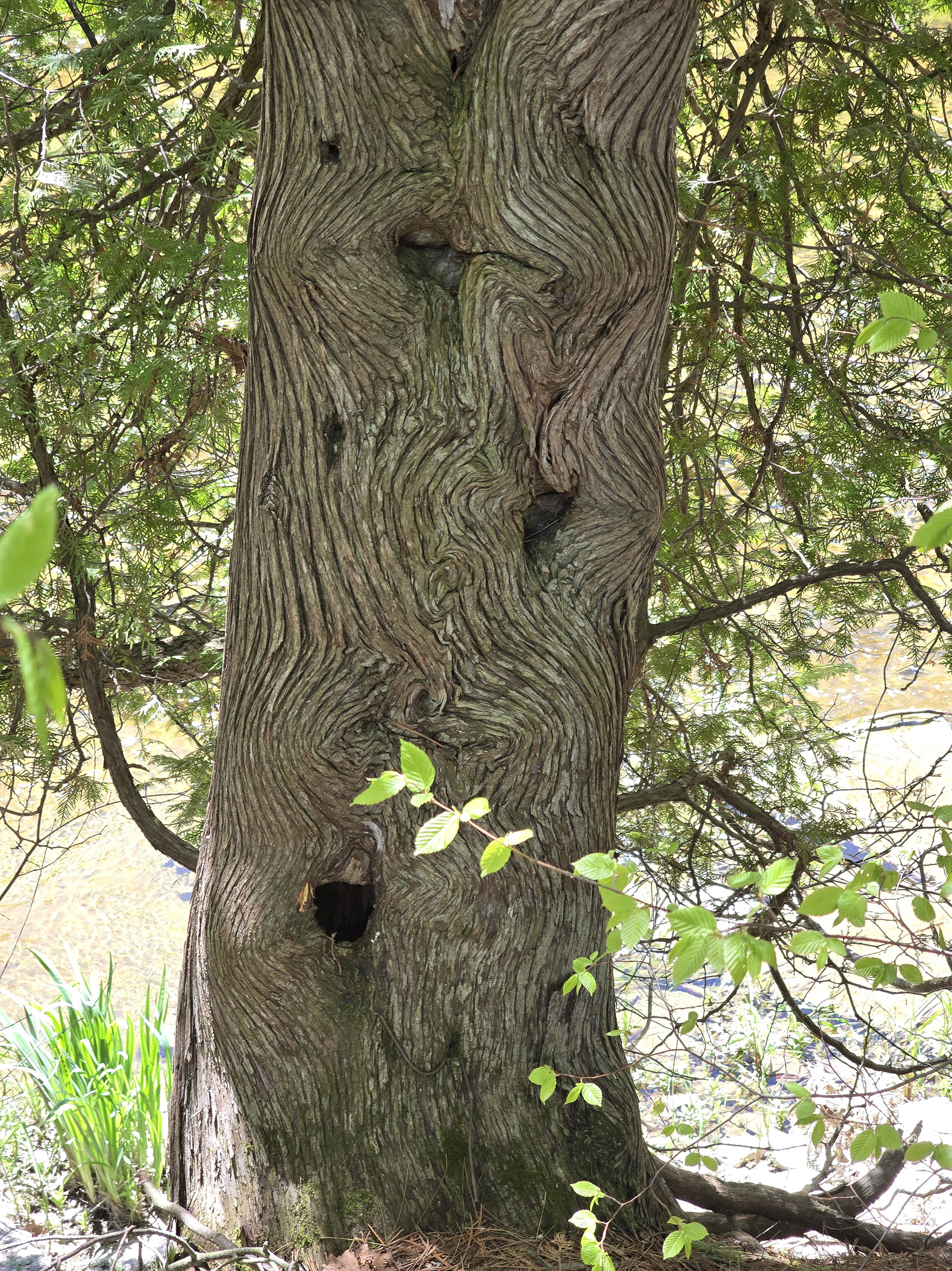 A weird looking tree, with swirling ridges and indentations.
