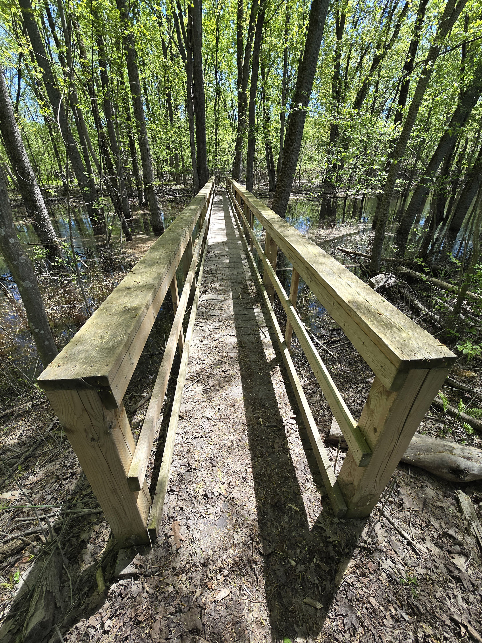 A narrow wooden bridge over a marshy forest.