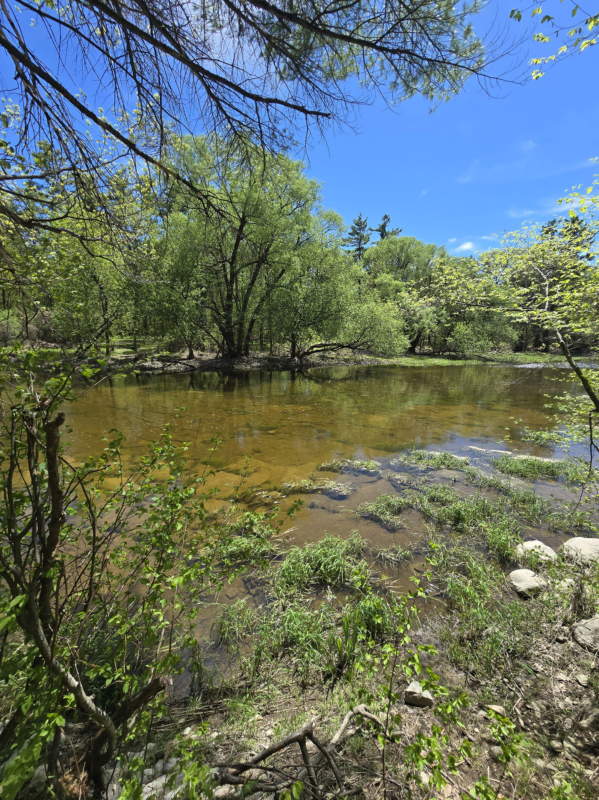 A view over carp river in Fitzroy Provincial park.