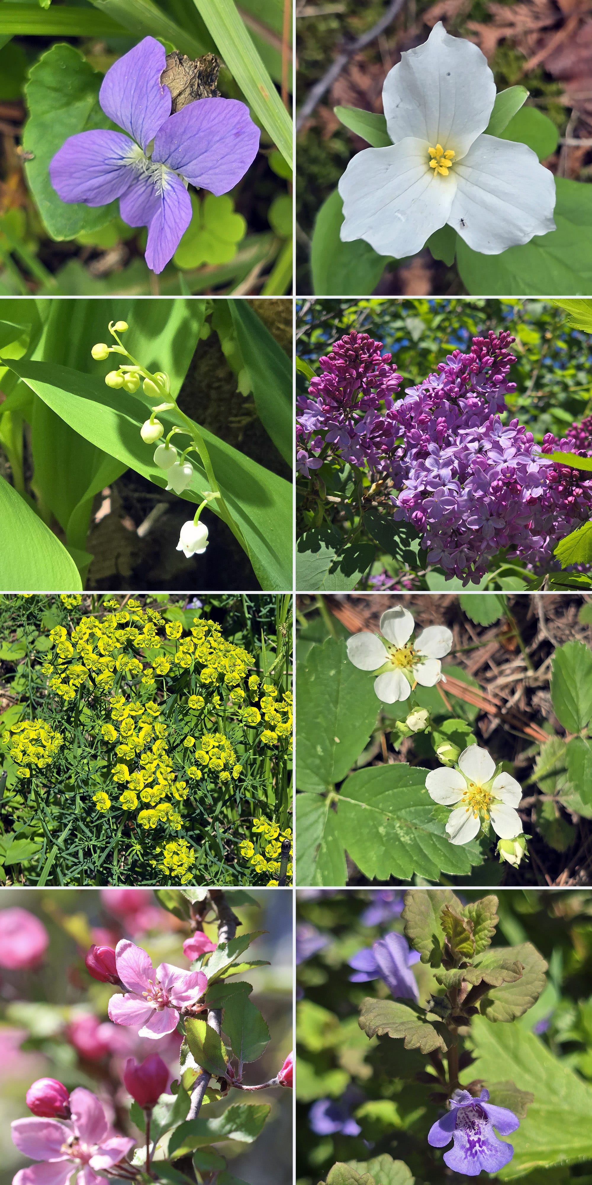 8 part image showing various wildflowers.