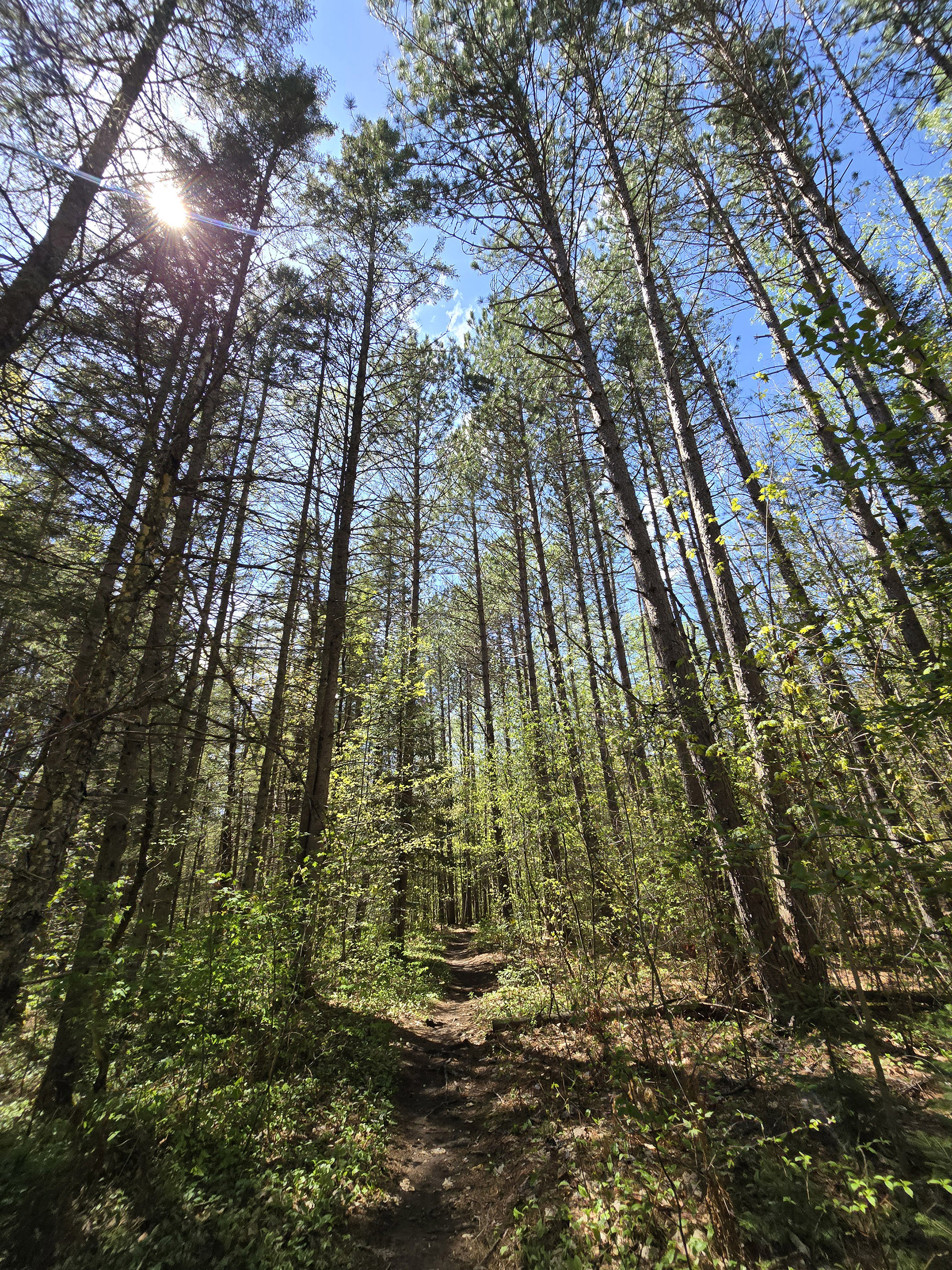A trail going through the woods.