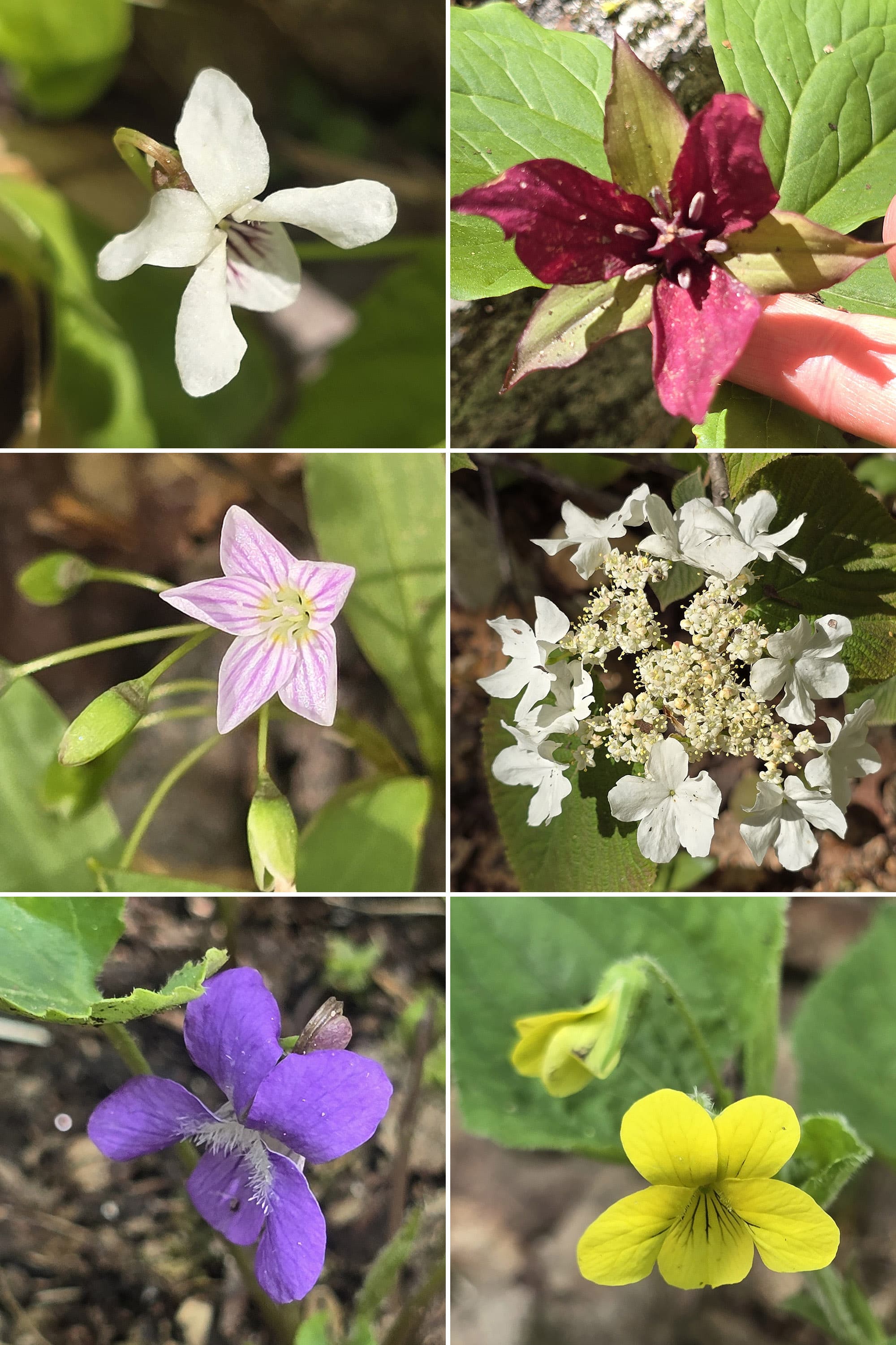 6 part image showing various wild flowers.