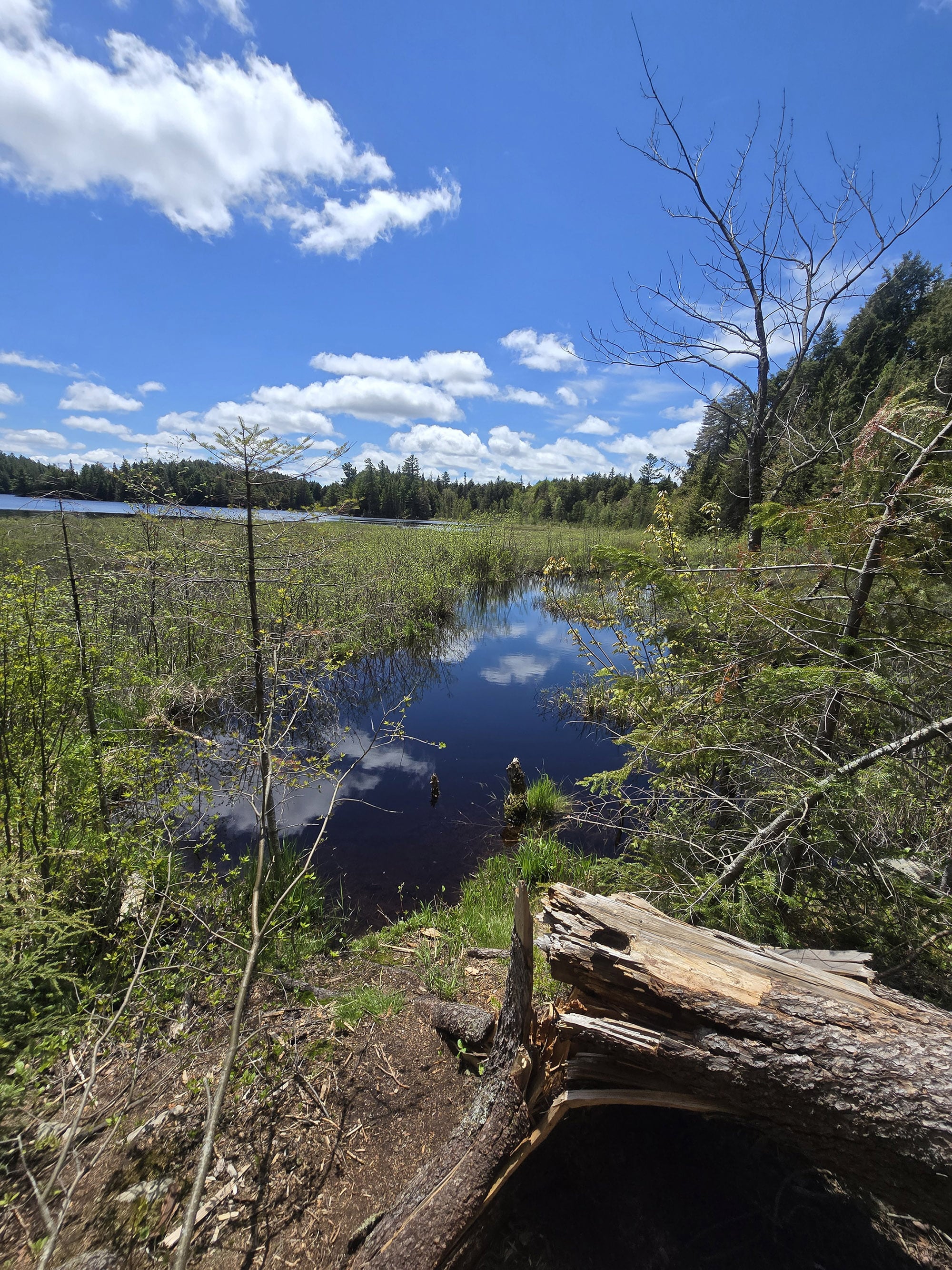 A view over a lake on the track and tower trail in Algonquin Provincial Park.