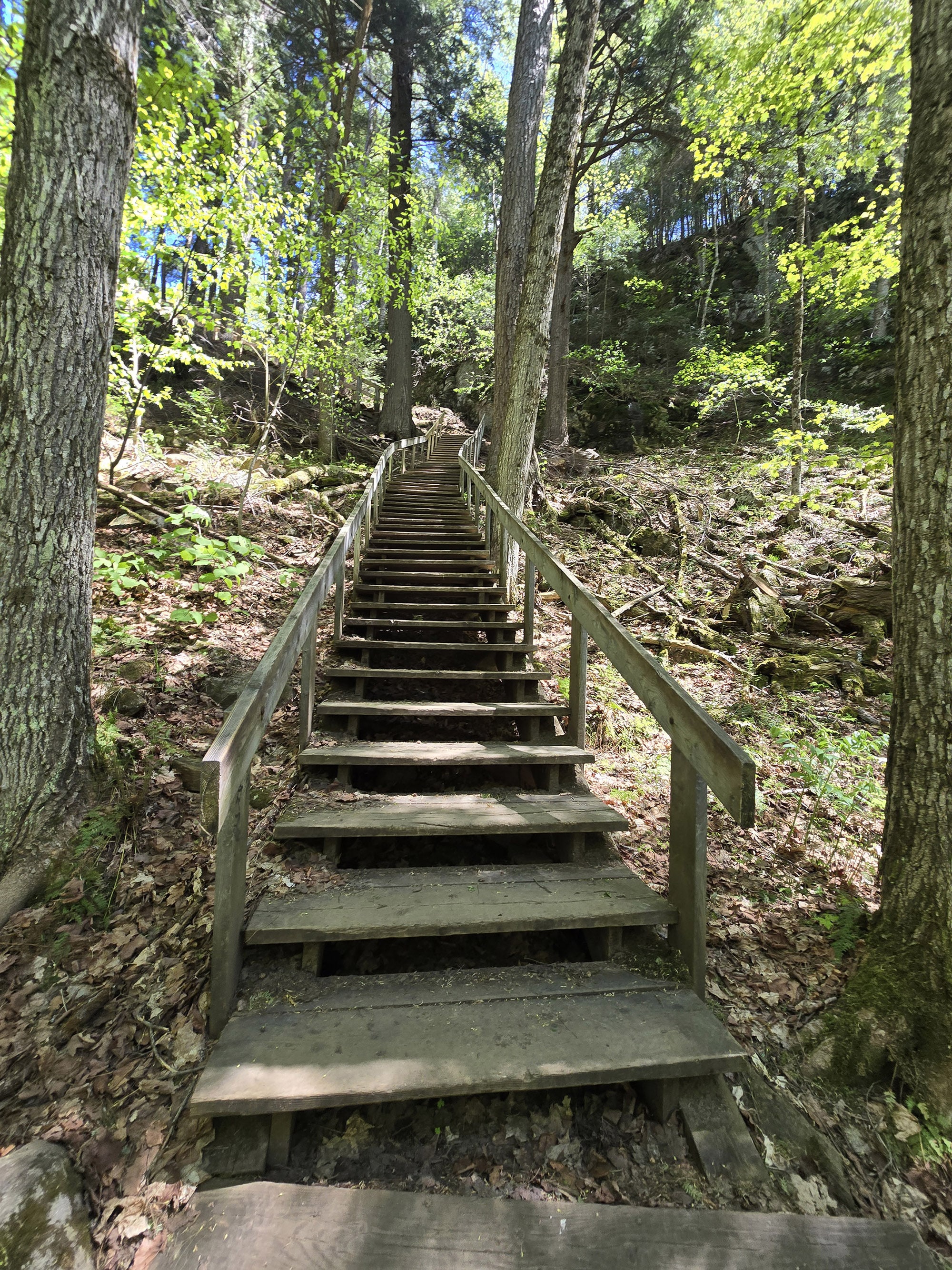 A view up some trail stairs on the track and tower trail in Algonquin Provincial Park.