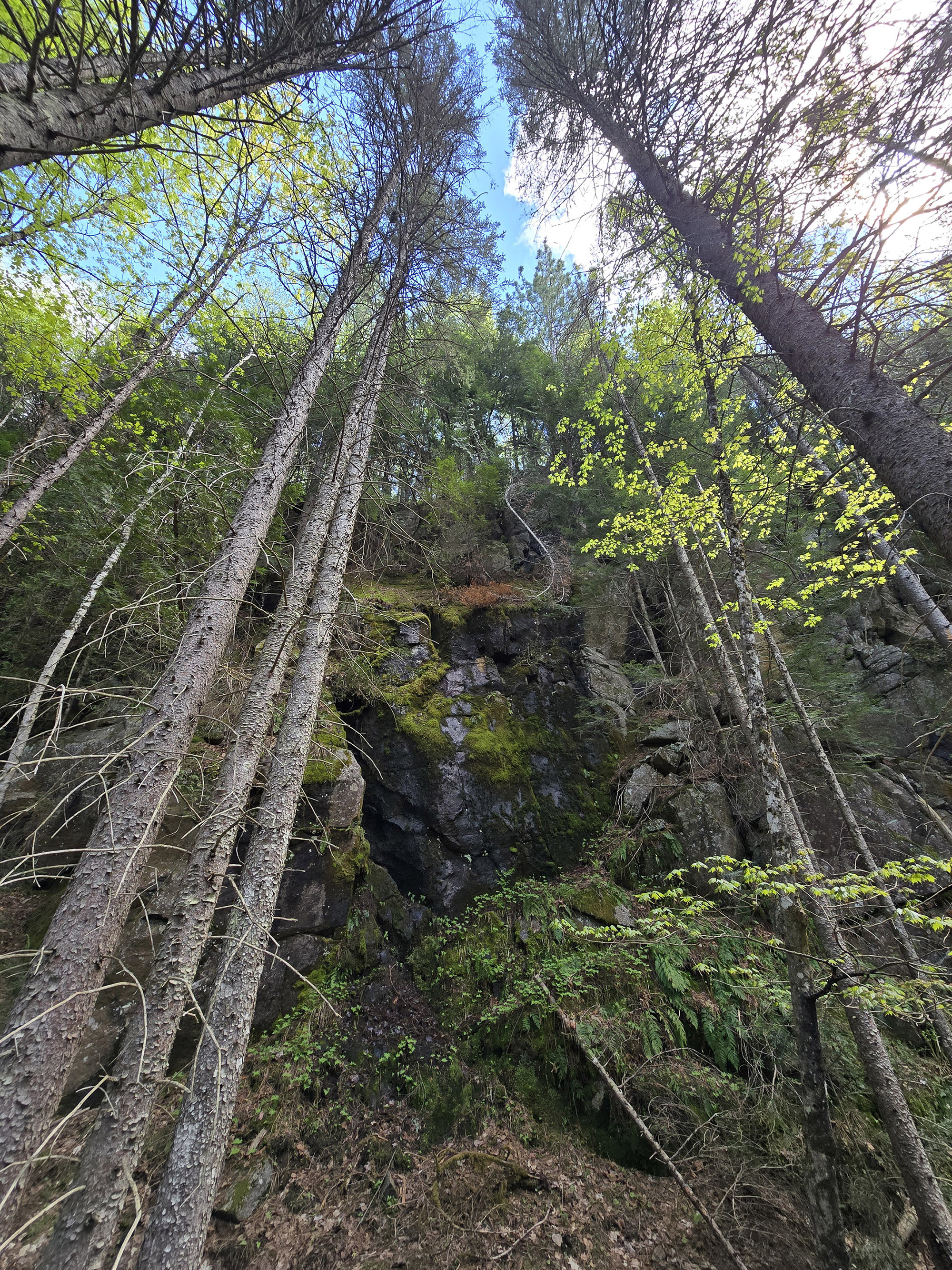 A view through some tall trees on the track and tower trail in Algonquin Provincial Park.