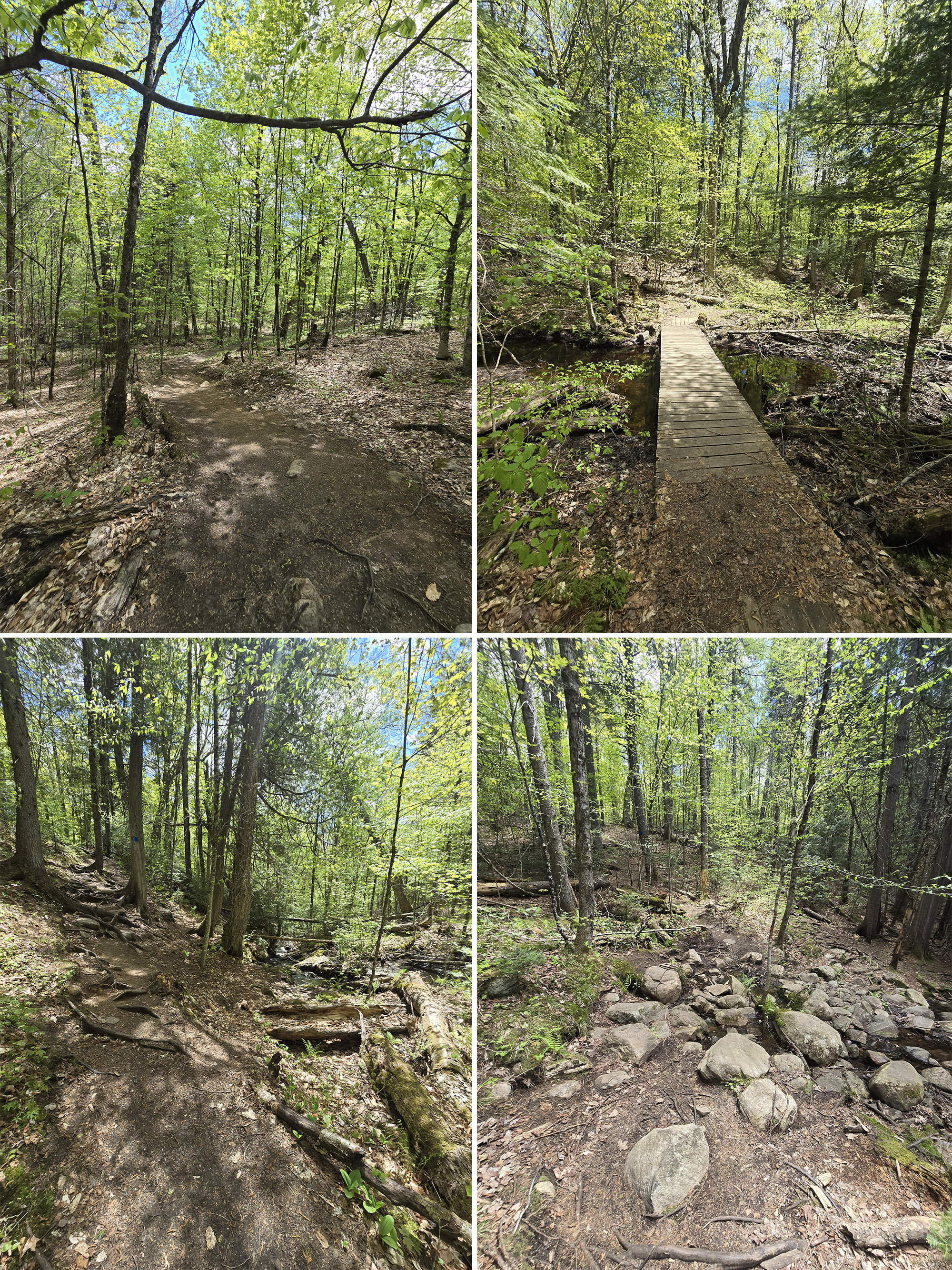 4 part image showing various views along the track and tower trail at Algonquin Provincial Park.