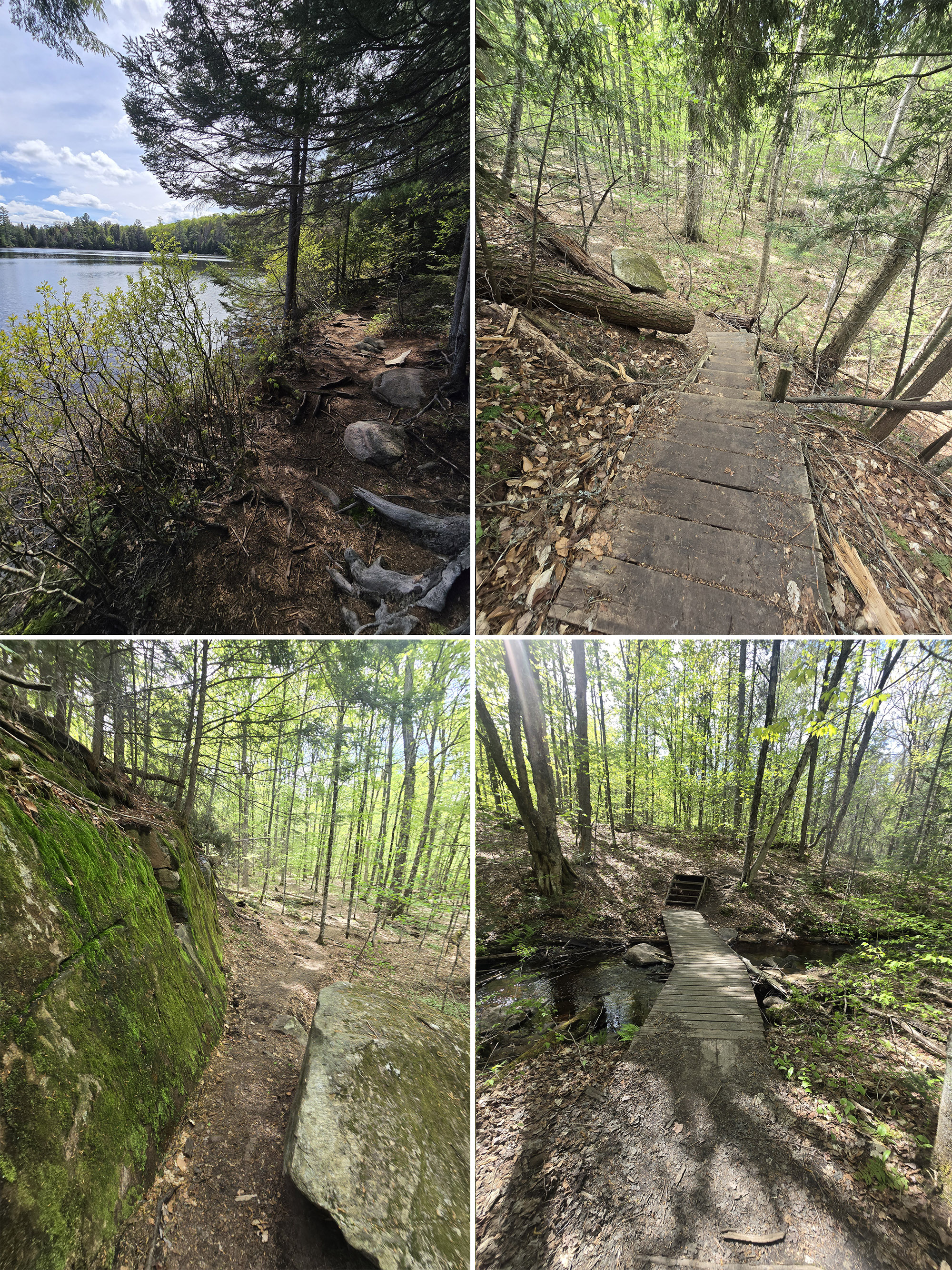 4 part image showing various views along the track and tower trail at Algonquin Provincial Park.